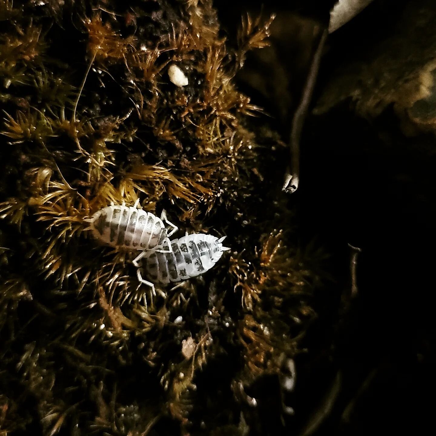 Dairy Cow Isopods are not only an amazing clean up crew for bioactivesetups, but fun to keep on their own!

Low maintenance, beneficial, and adorable. Gotta love a cute bug!

#isopod #dairycowisopod #bioactive #isopods #bioactivesetup #insects #natur