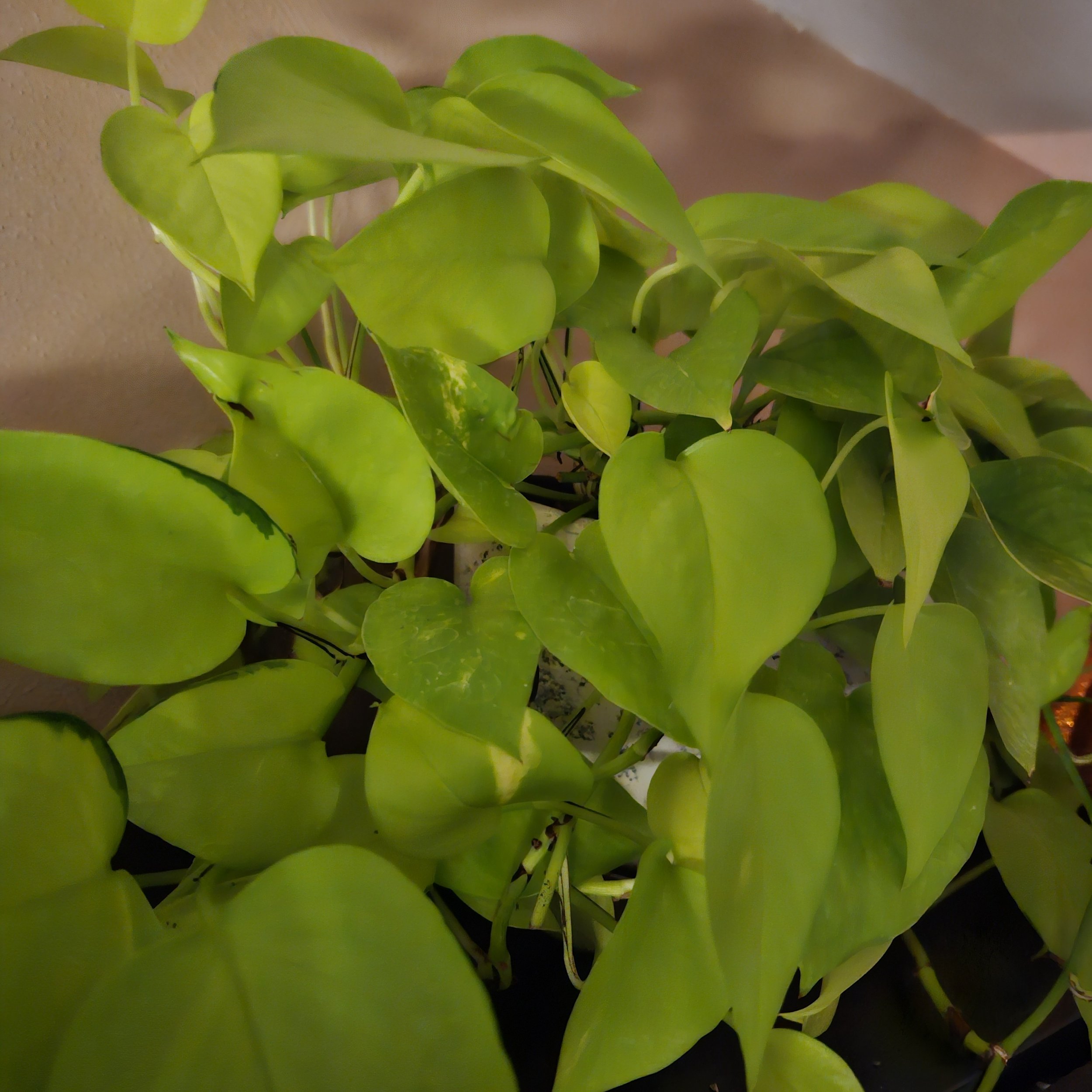 Rooted Cutting - Neon Pothos