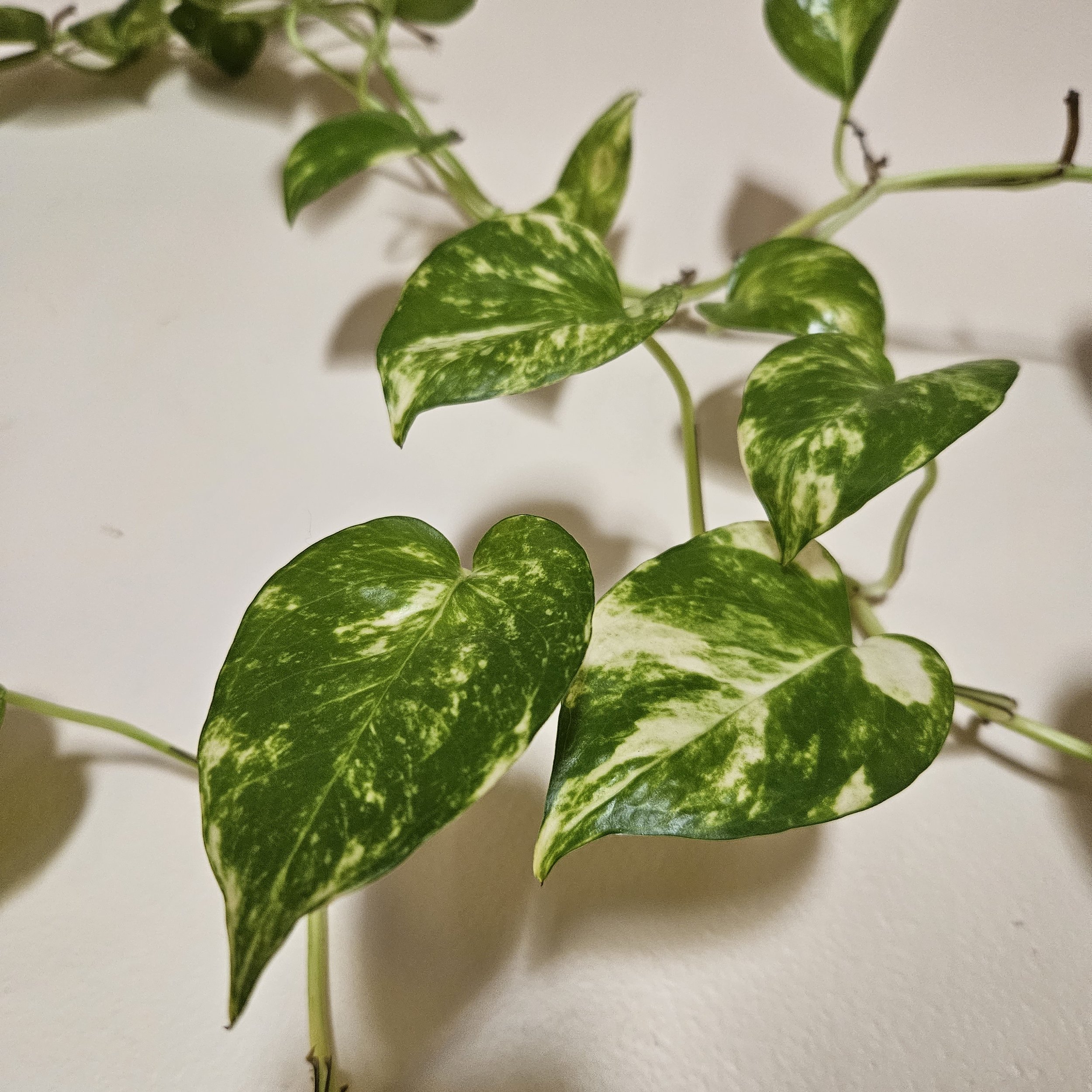 Rooted Cutting - Marble Queen Pothos