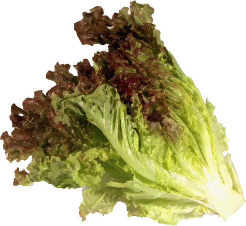 edited_sp_red leaf lettuce.png
