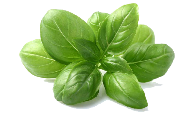 HERB BASIL SWEET.png