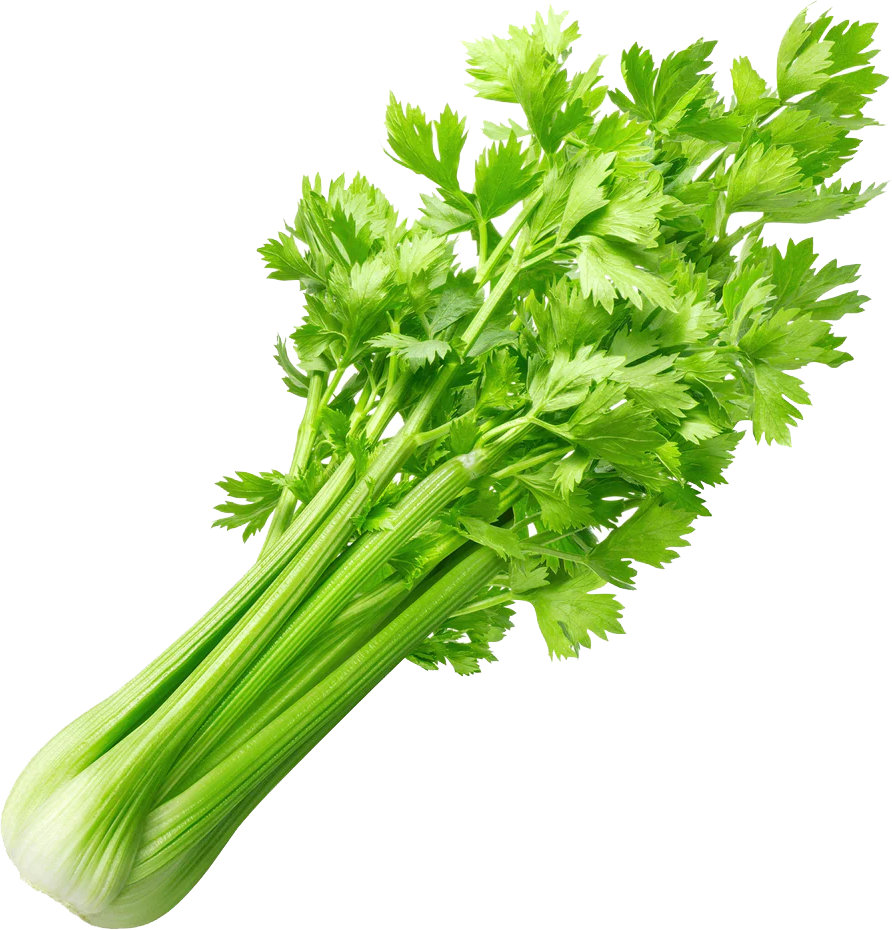 CELERY EDITED.png