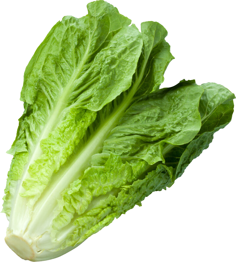 edited_sp_romaine lettuce.png