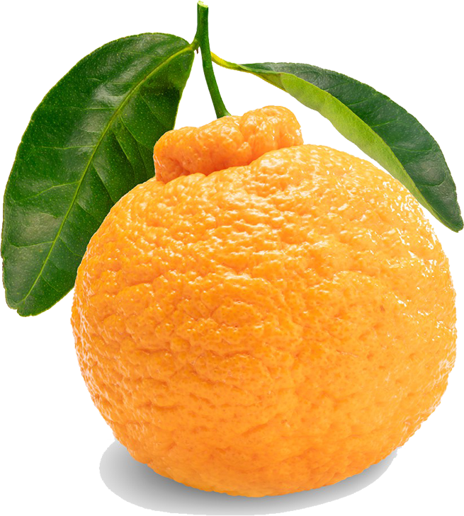 edited_sp_sumo citrus.png