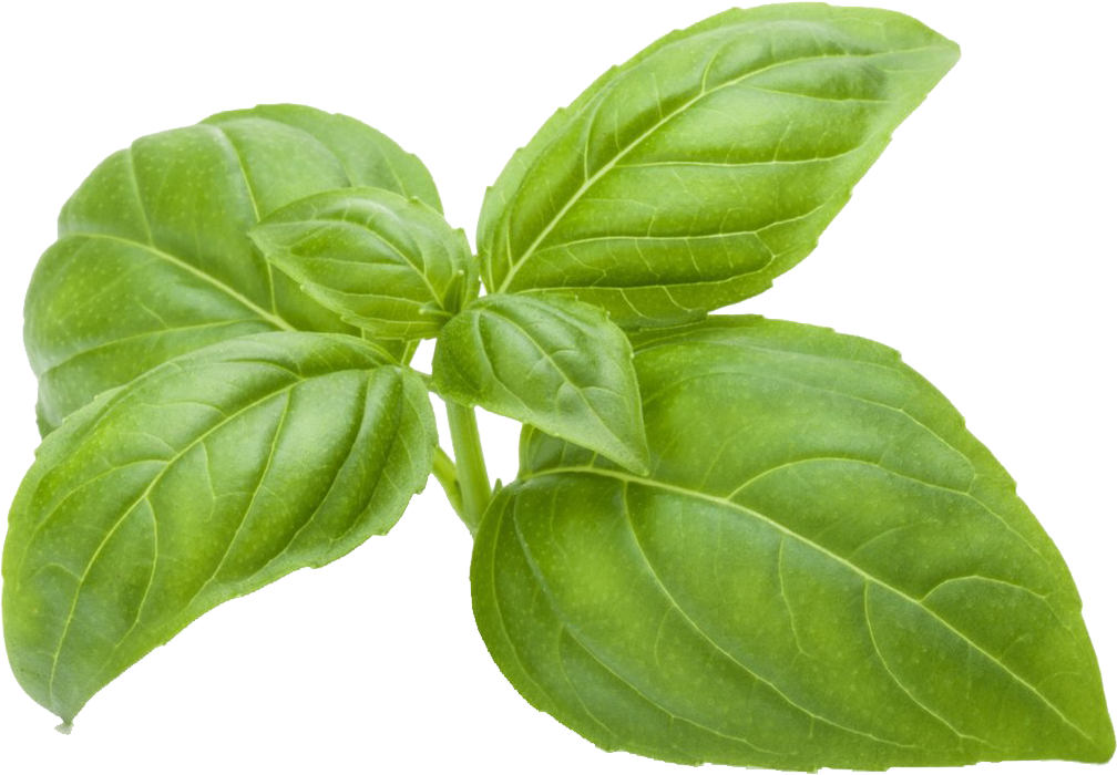 edited_sp_sweet basil.jpg