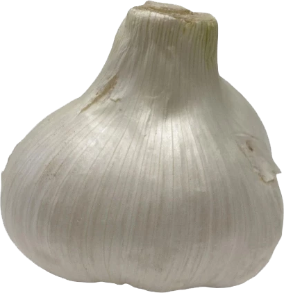 elephant garlic bulbs edited.png