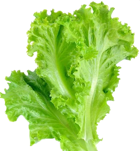 LETTUCE KOREAN EDITED.png