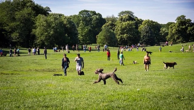 prospect-park-dog-run.jpg