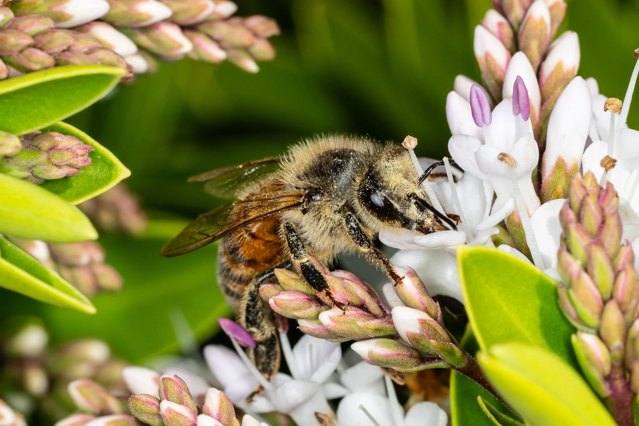 261021_Bees-13.jpg
