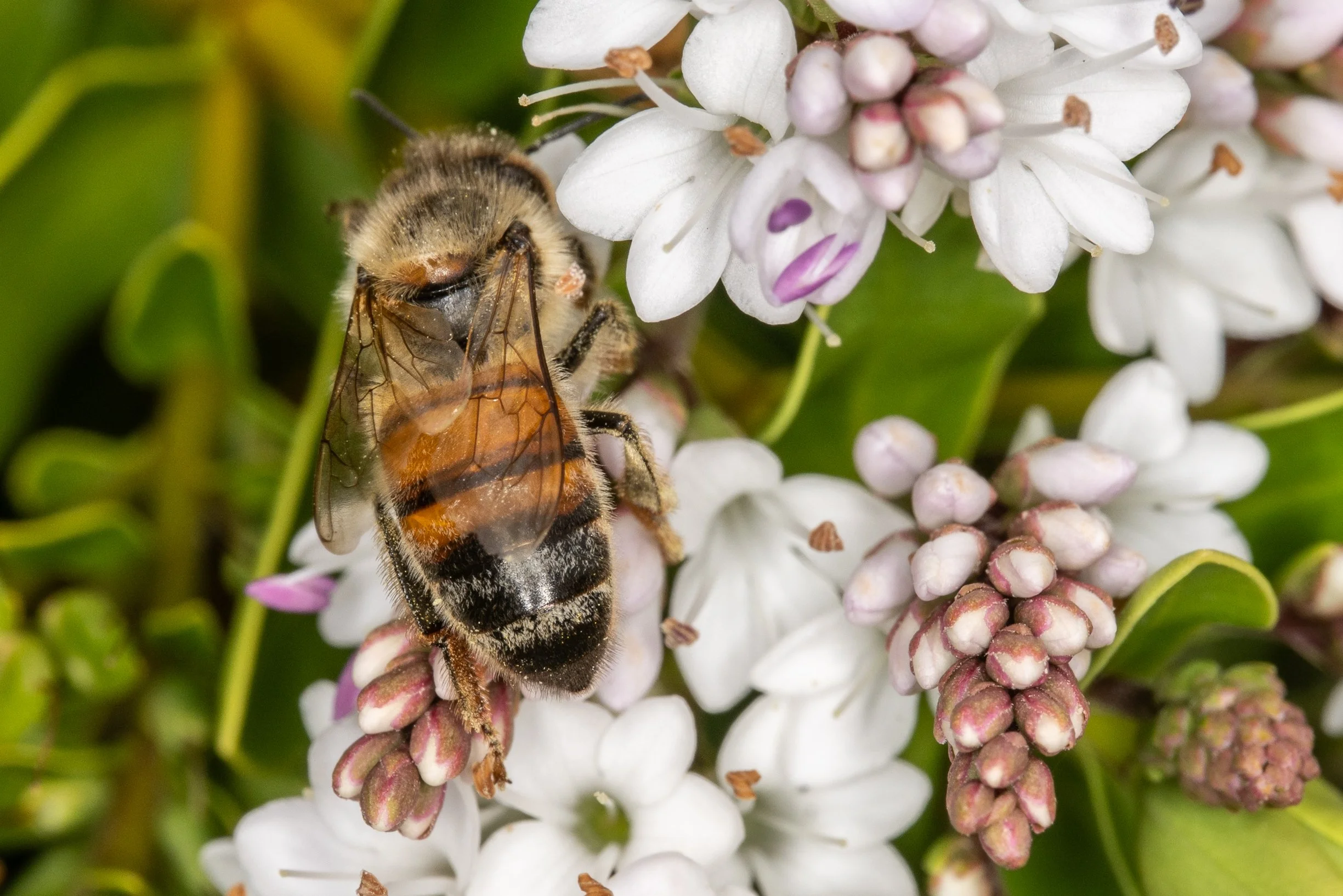 261021_Bees-7.jpg