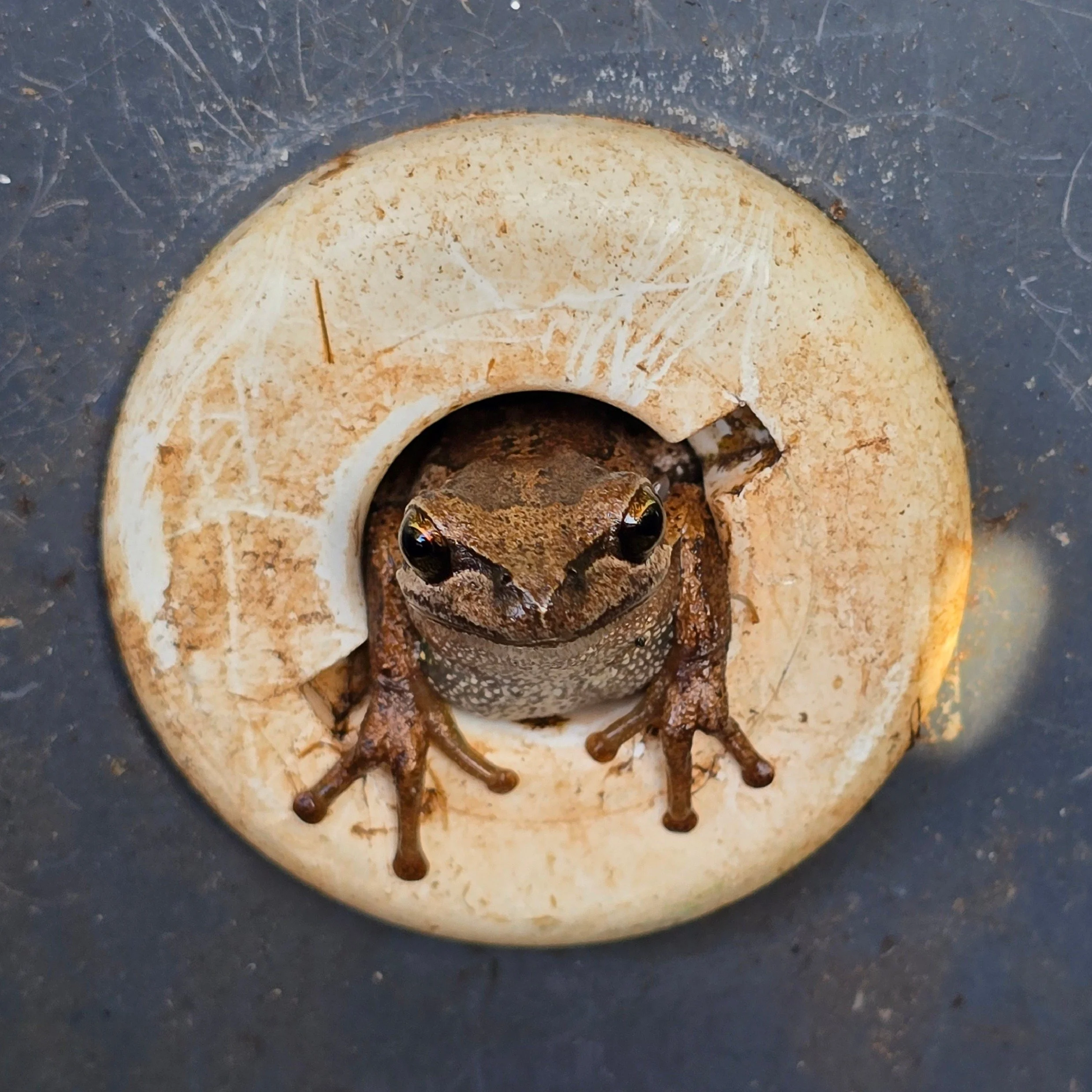 Brown Tree Frog (Litoria ewingii)