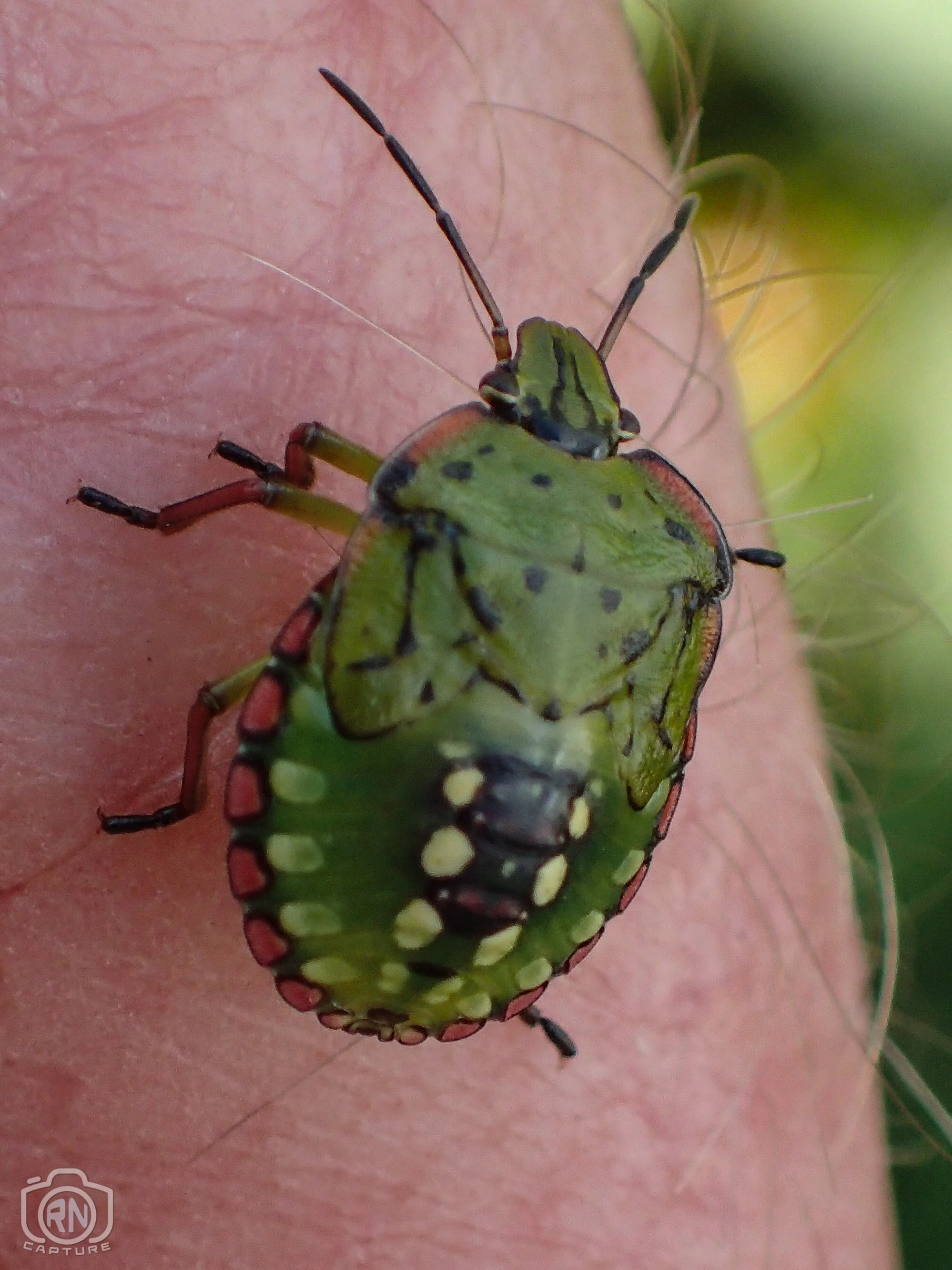 Creatures — Roger Nichols' Photos and Other Stuff