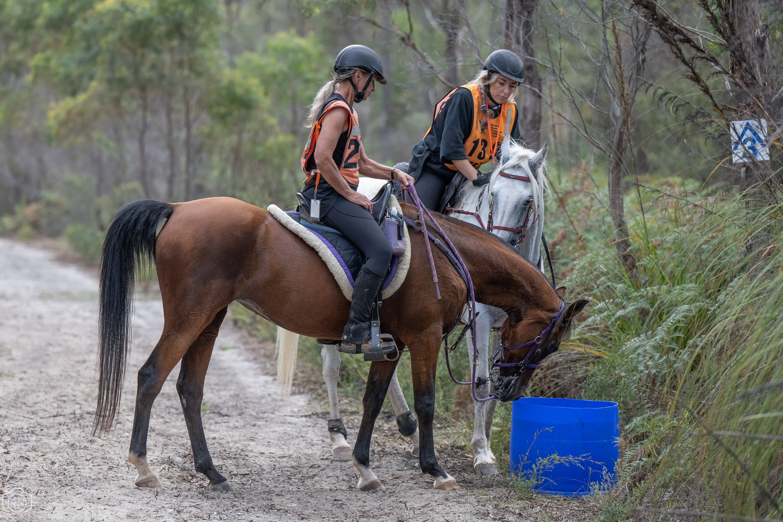 Wattlewood Park Endurance Ride — Roger Nichols' Photos and Other Stuff