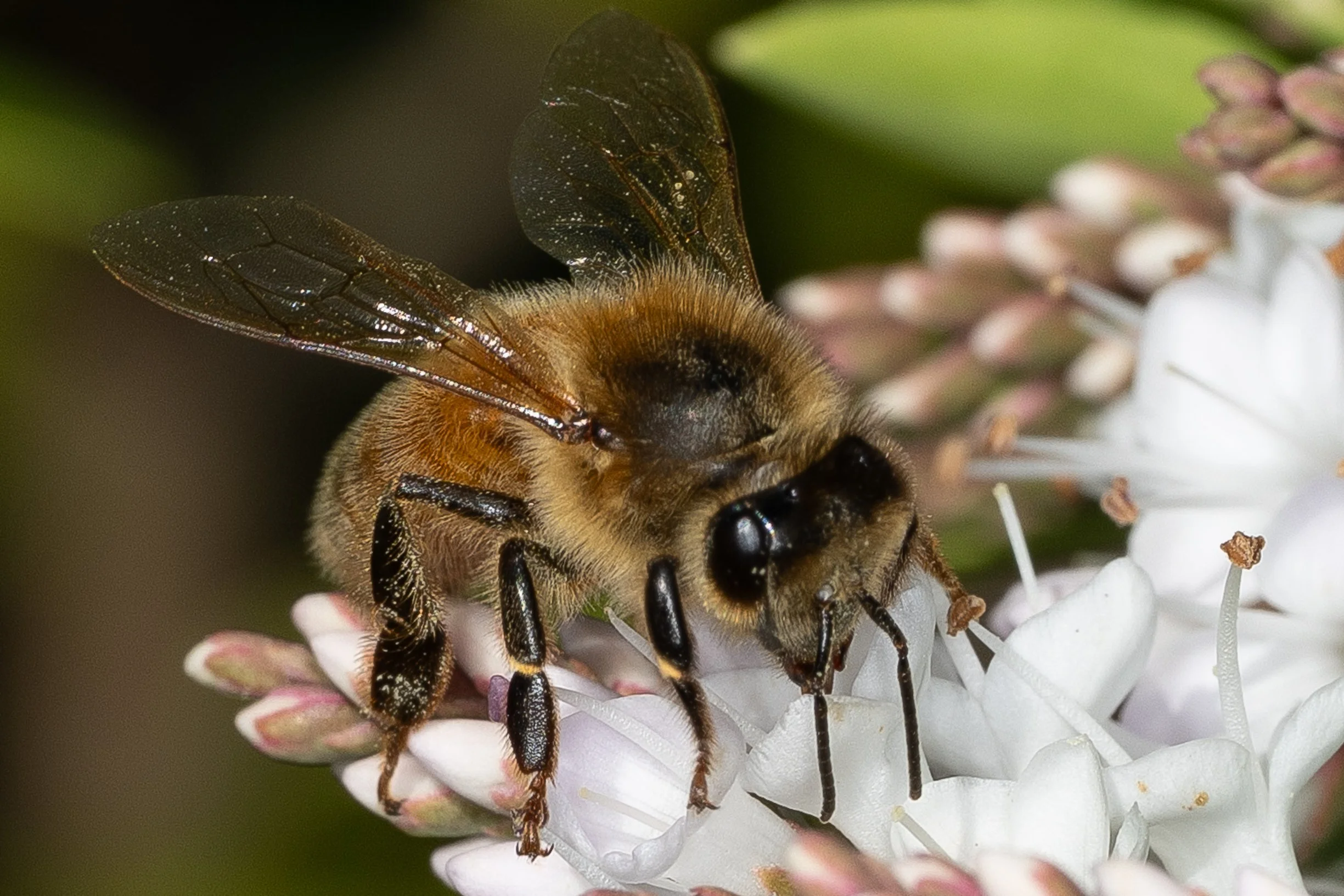 261021_Bees-10.jpg