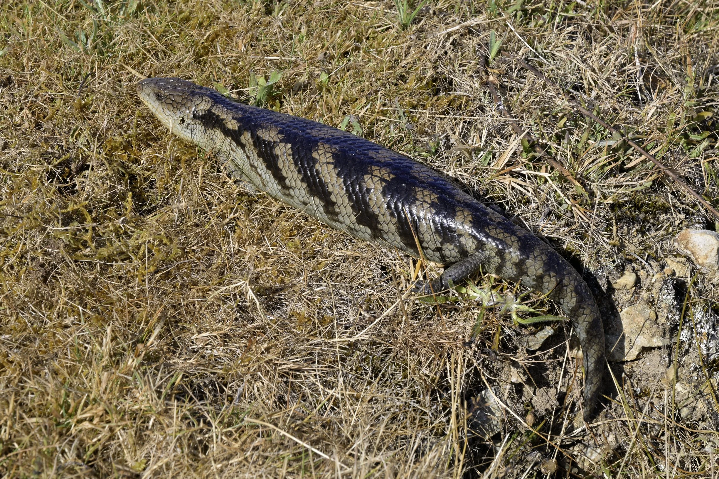 Blue Tongue Skink (Tiliqua nigrolutea)