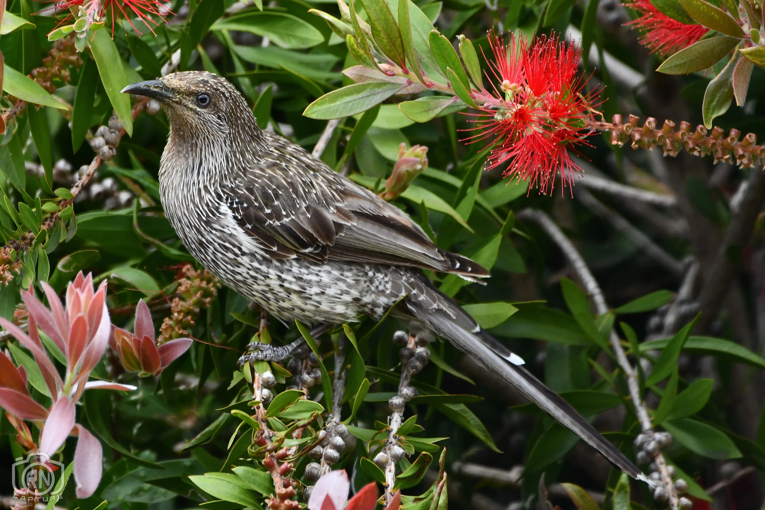 Gallery 3 — Roger Nichols' Photos and Other Stuff