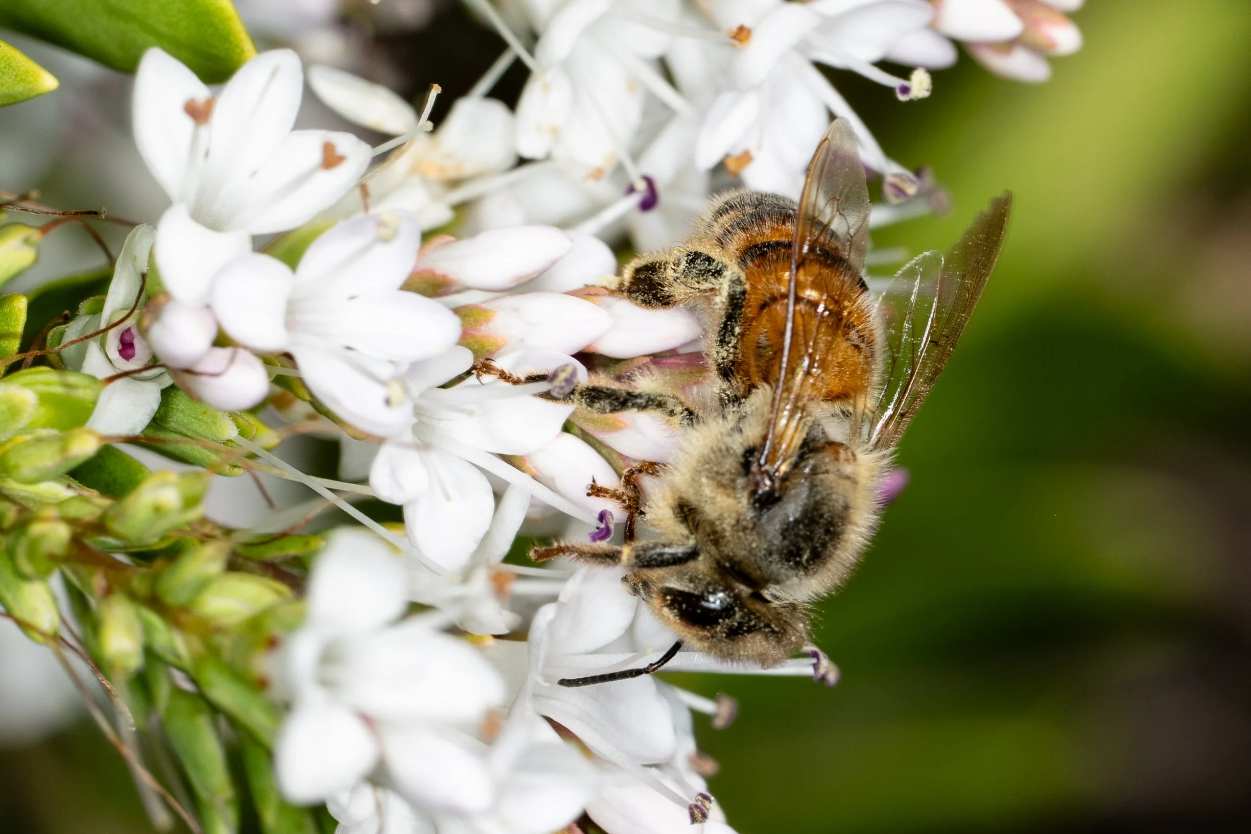261021_Bees-14.jpg