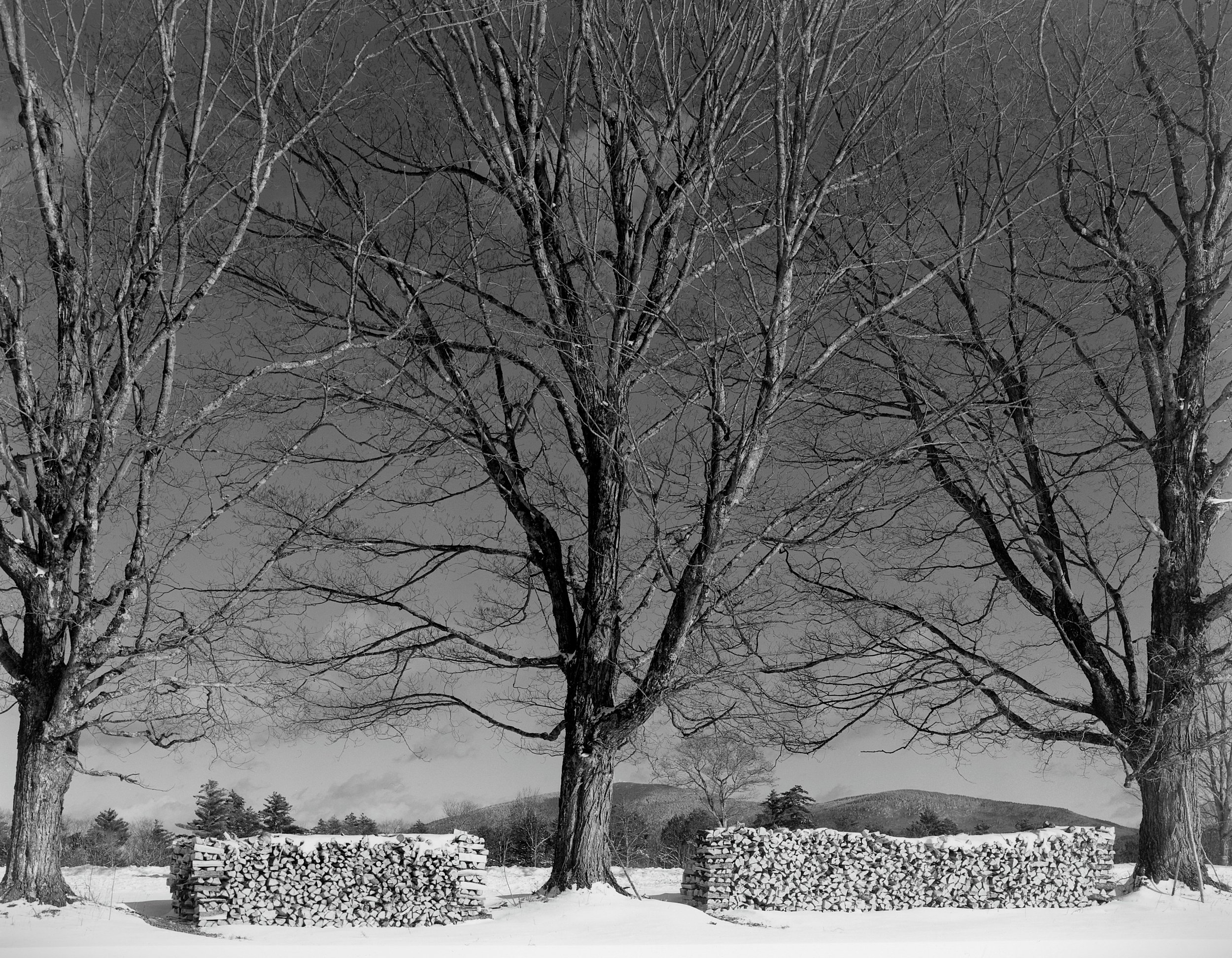 Cordwood and Sugar Maples, Sutton, New Hampshire