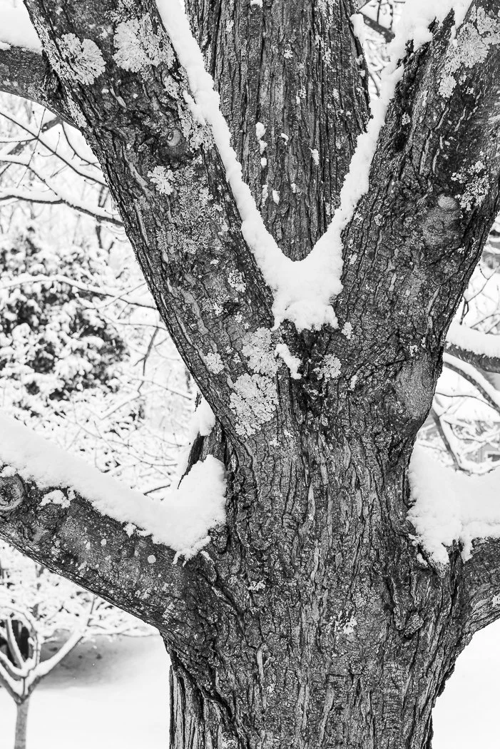 Oak Tree and Snow, Dover, New Hampshire