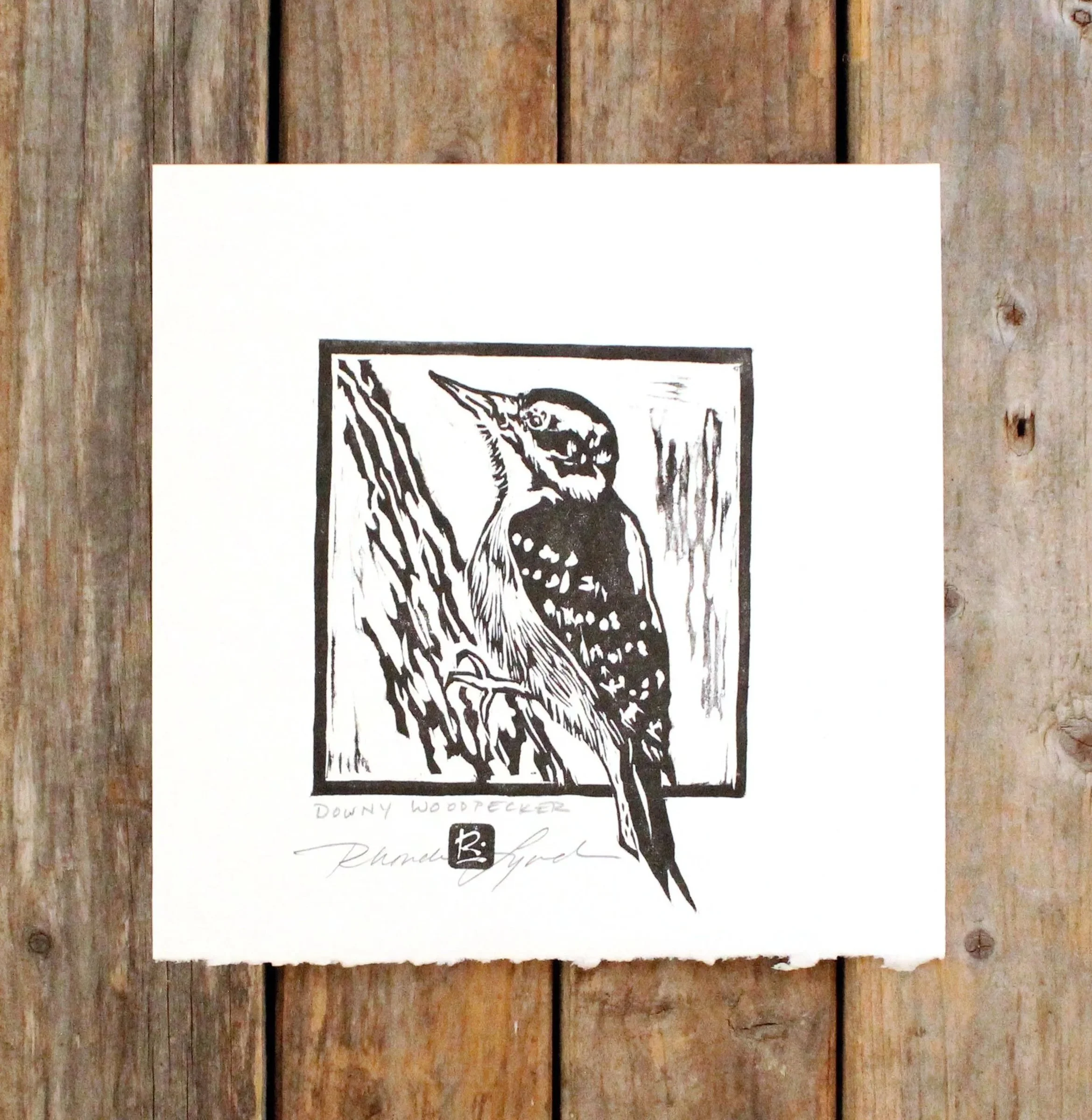 Downy Woodpecker