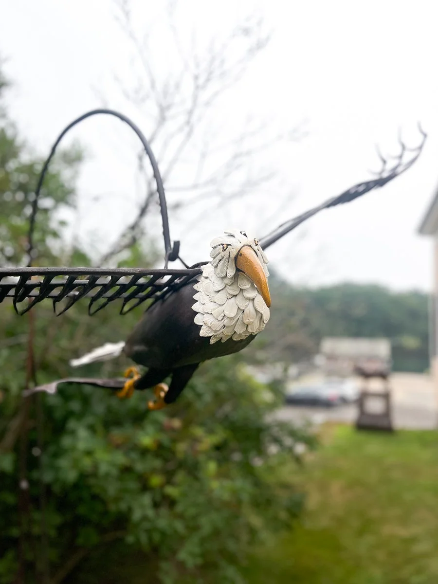Bald Eagle