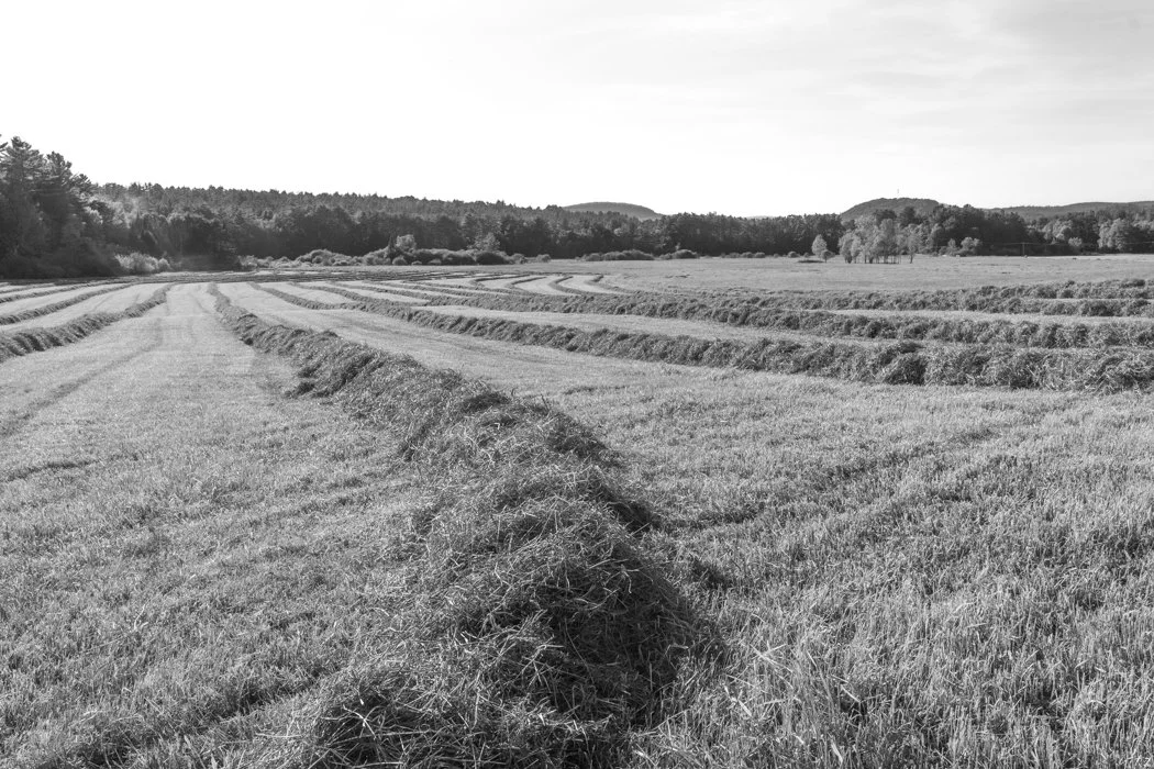 Carol Van Loon, Hayfield, Sunapee NH
