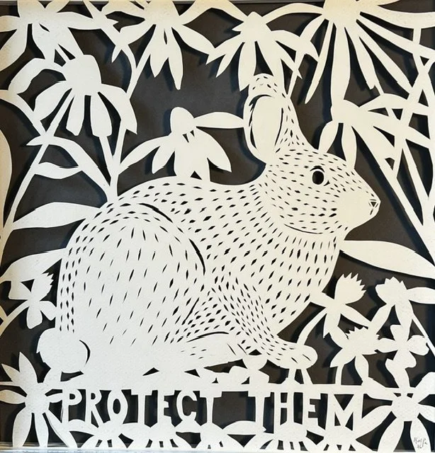 New England Cottontail