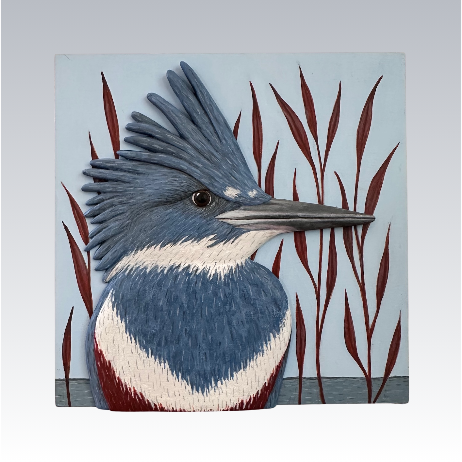 Belted Kingfisher