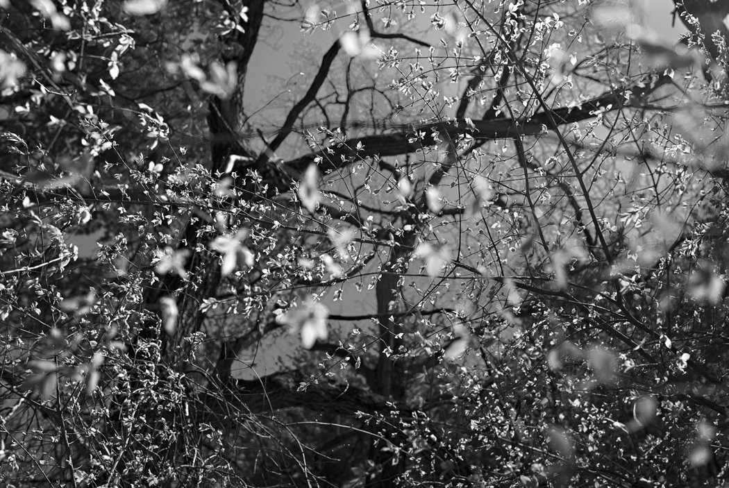 Spring's Galaxy, Manchester, New Hampshire