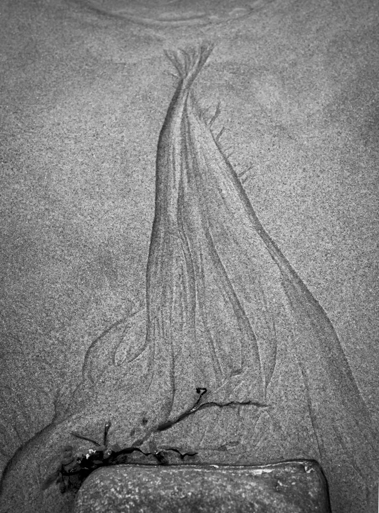 Beach Flame, Ogunquit, Maine