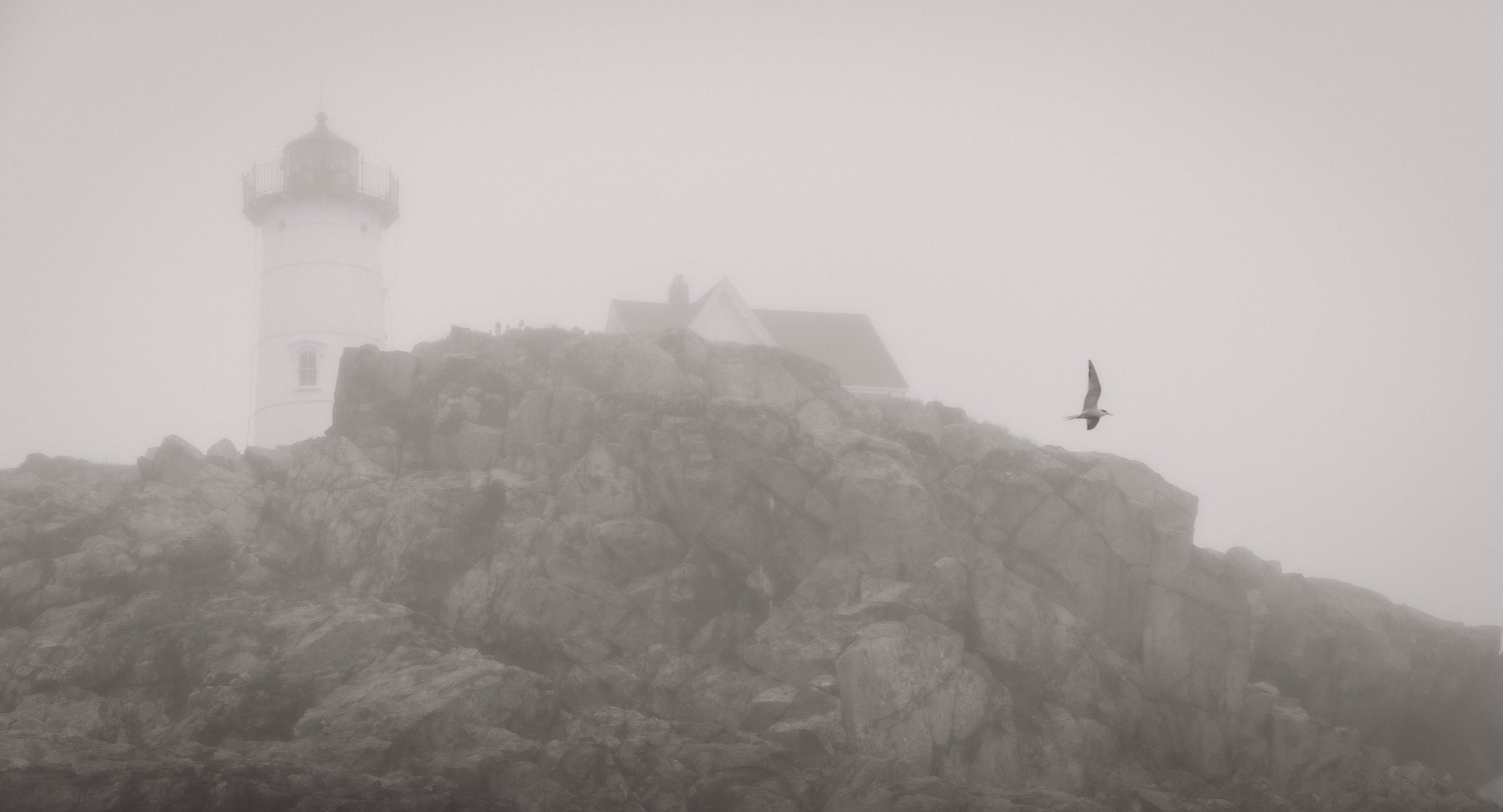 Nubble and Tern.jpg