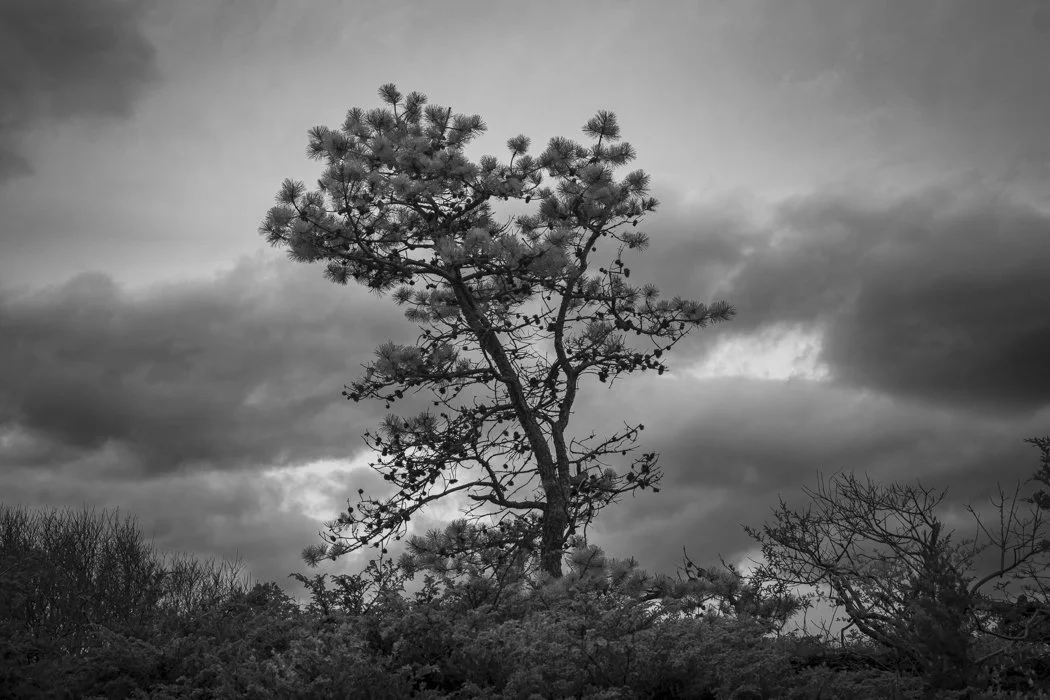 Lone Pine, Marginal Way, Ogunquit, Maine