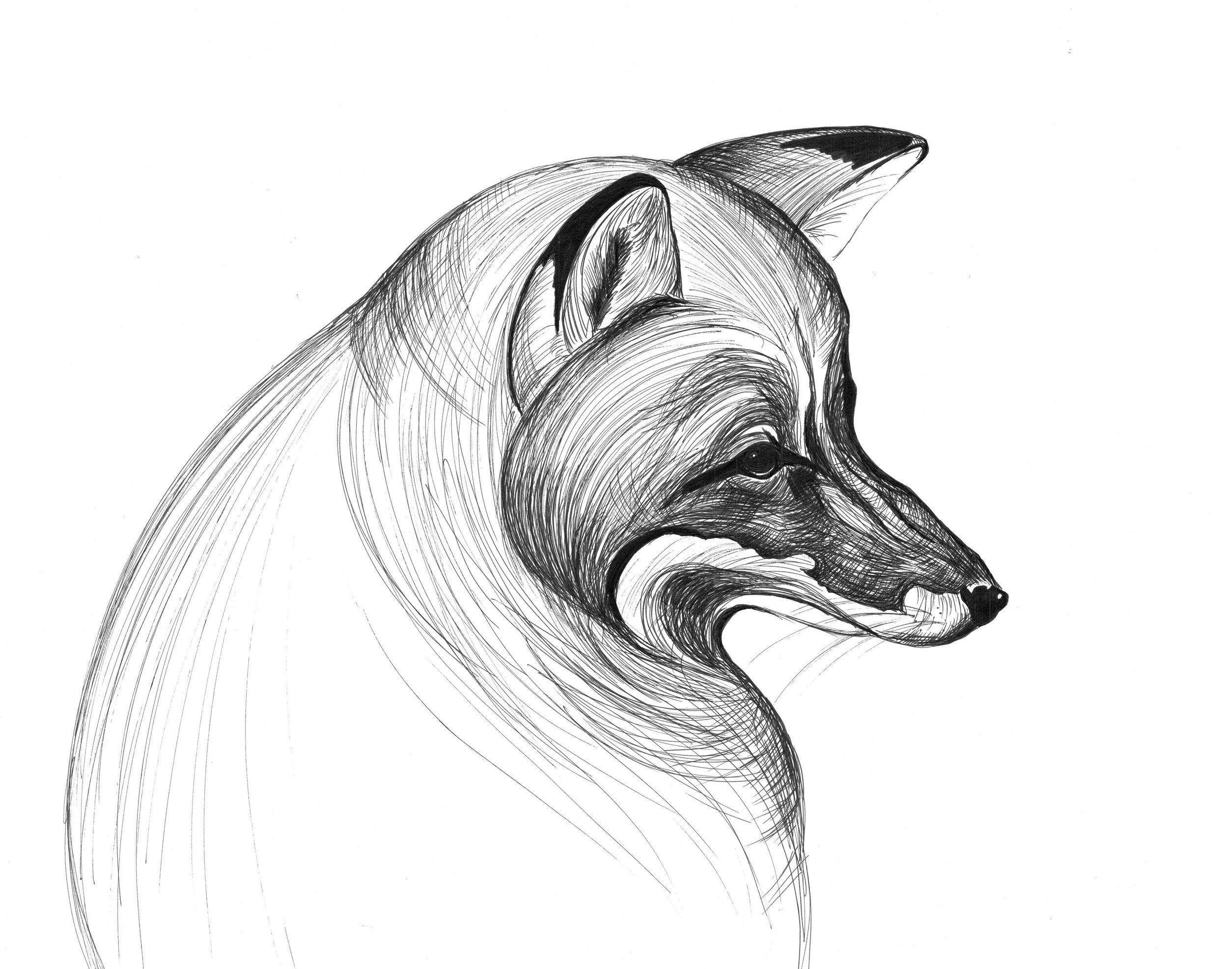 Mathews_Brooke_Fox.jpg