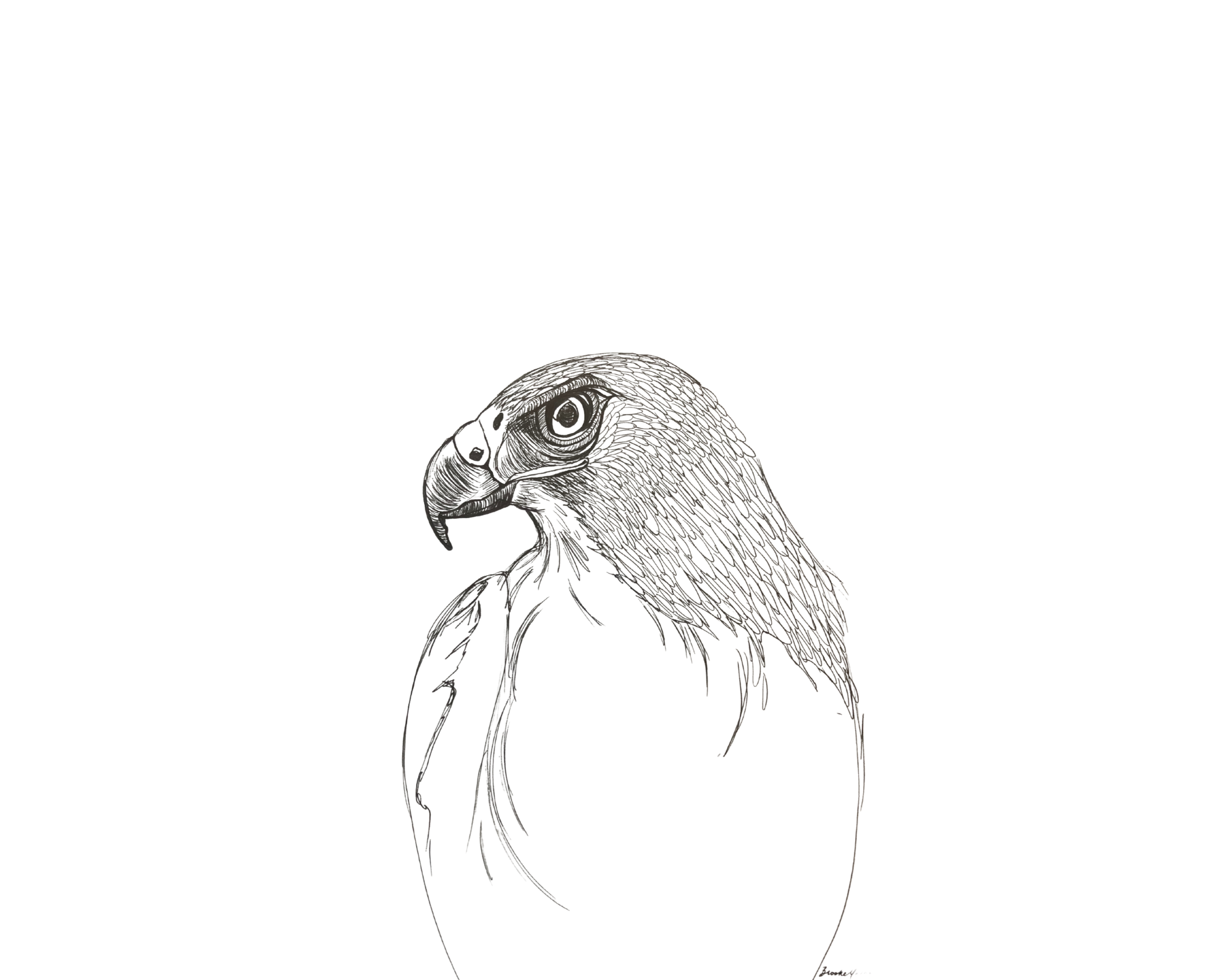 Hawk