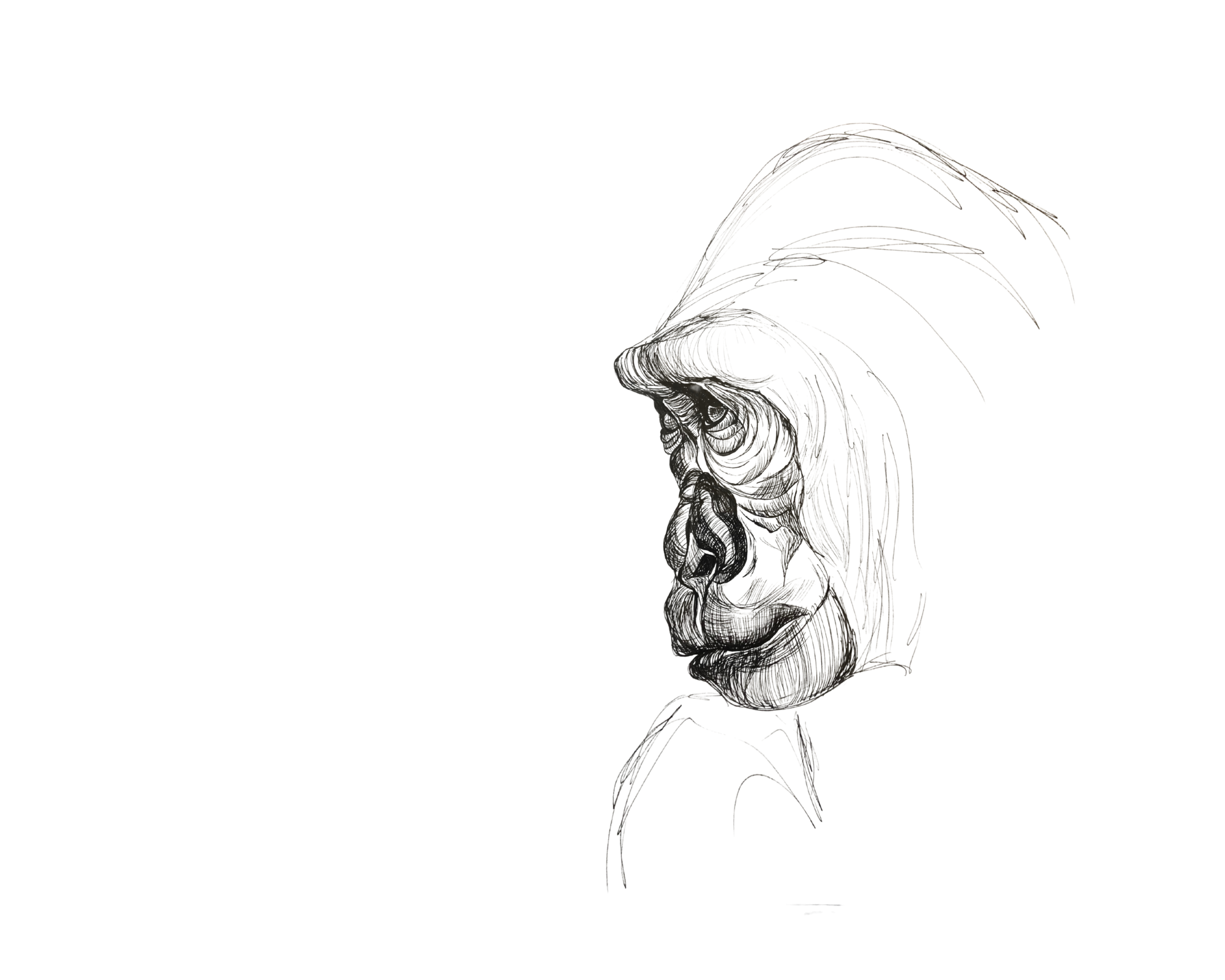 Gorilla
