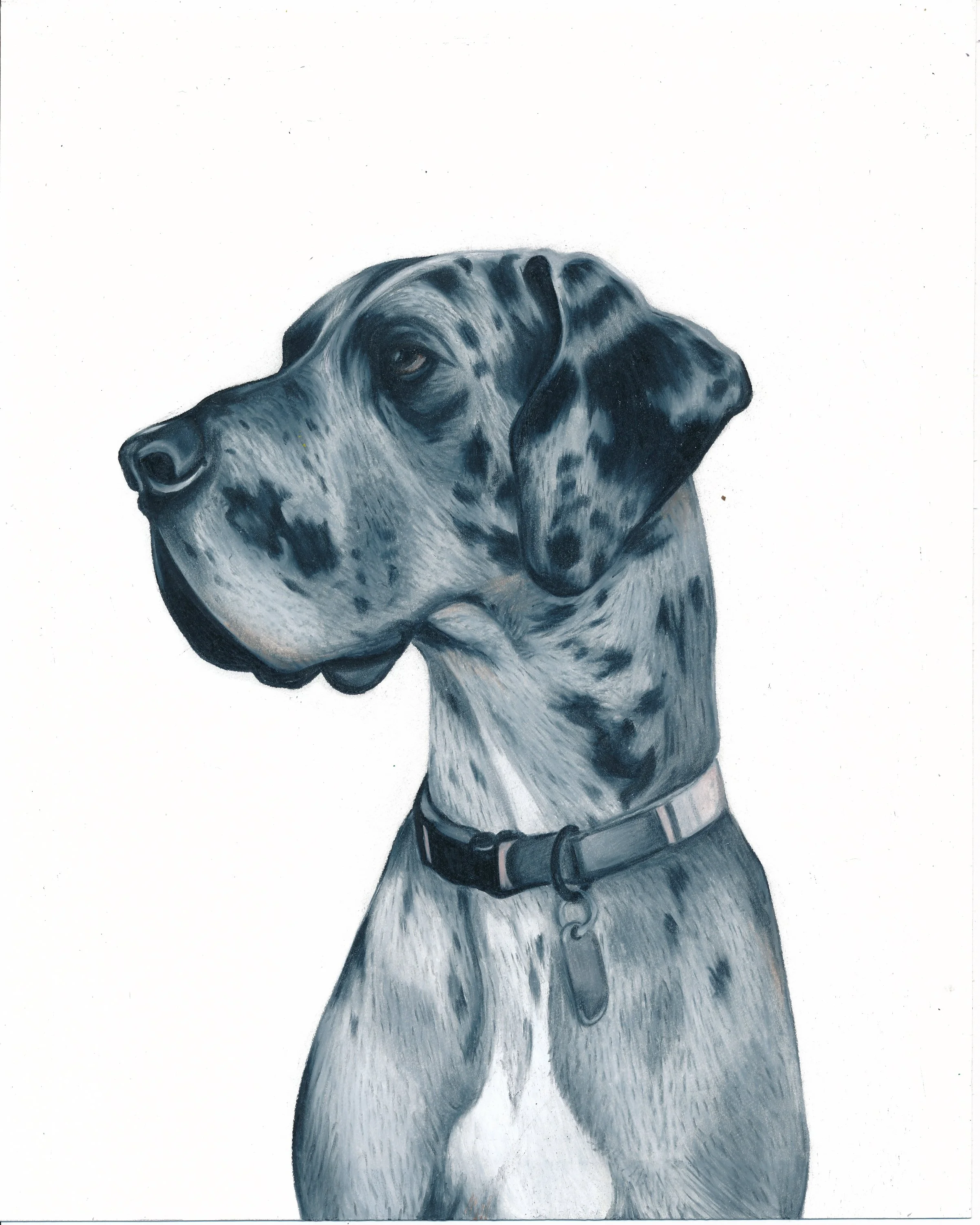 Custom Pet Portrait