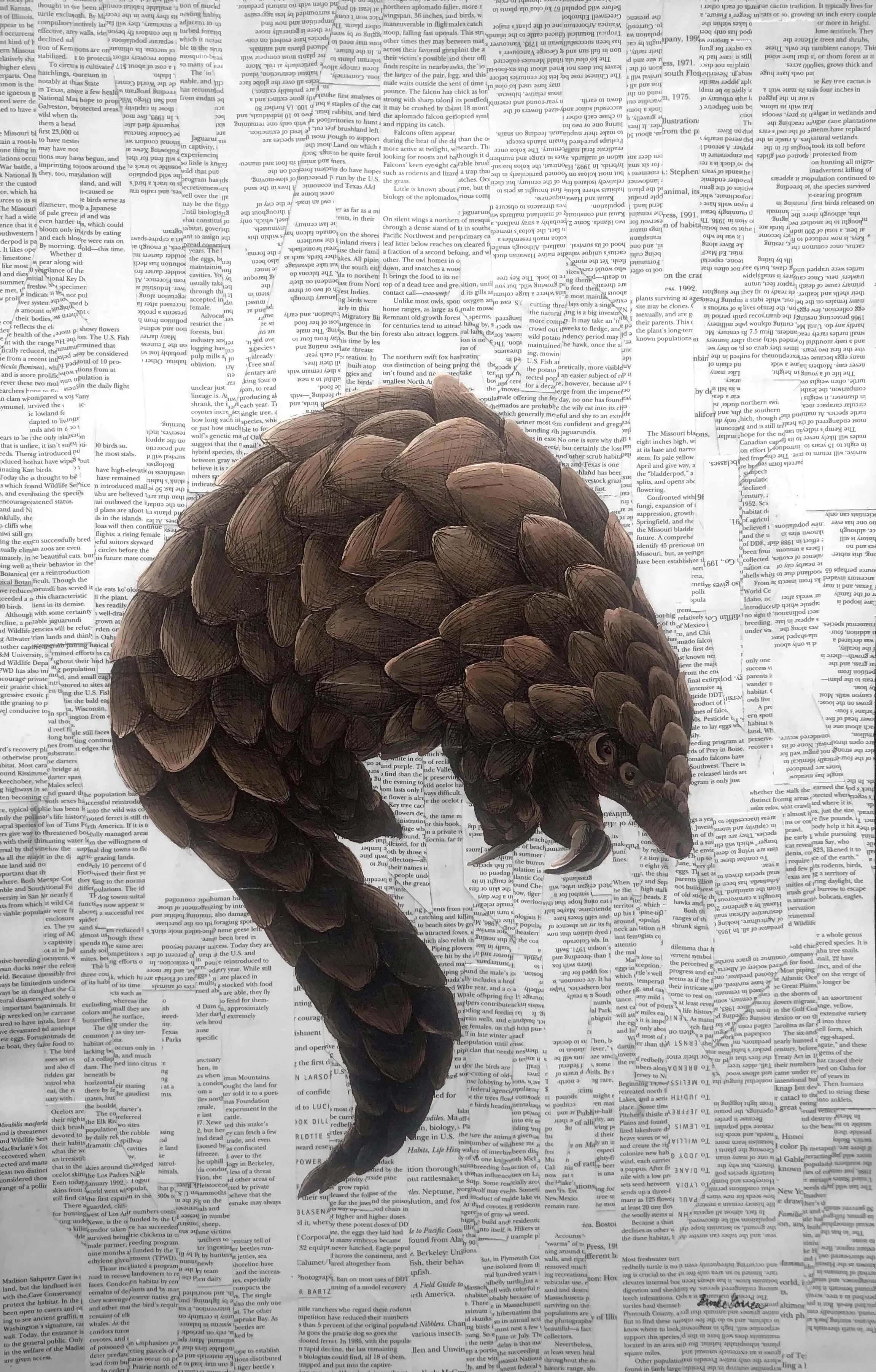 Pangolin _ Brooke Correa.jpeg
