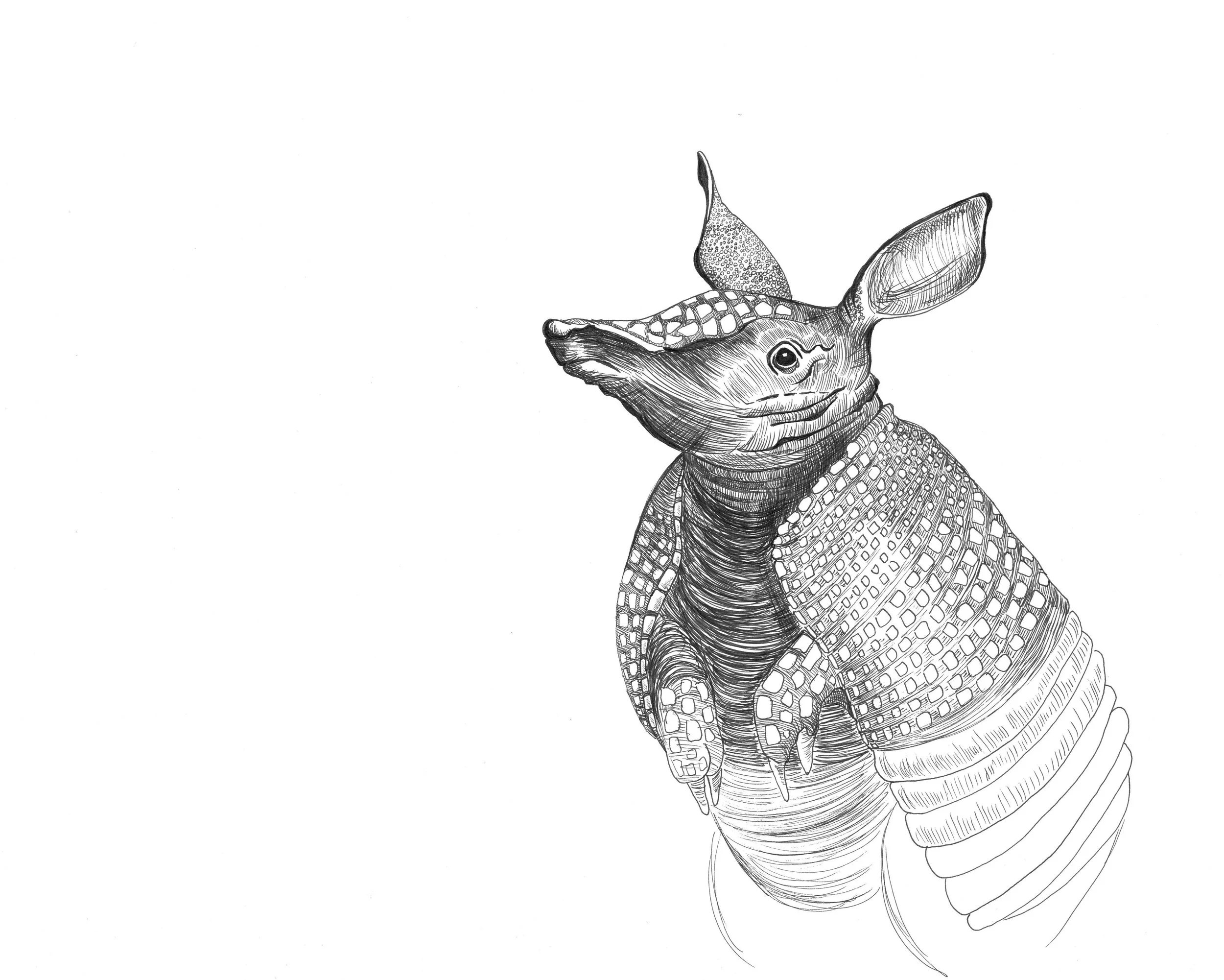 armadillo.jpg