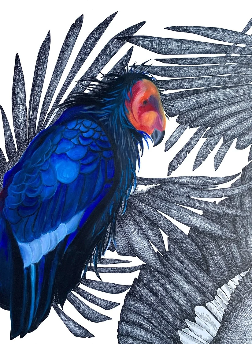 CaliforniaCondor_Brooke_Mathews.jpg