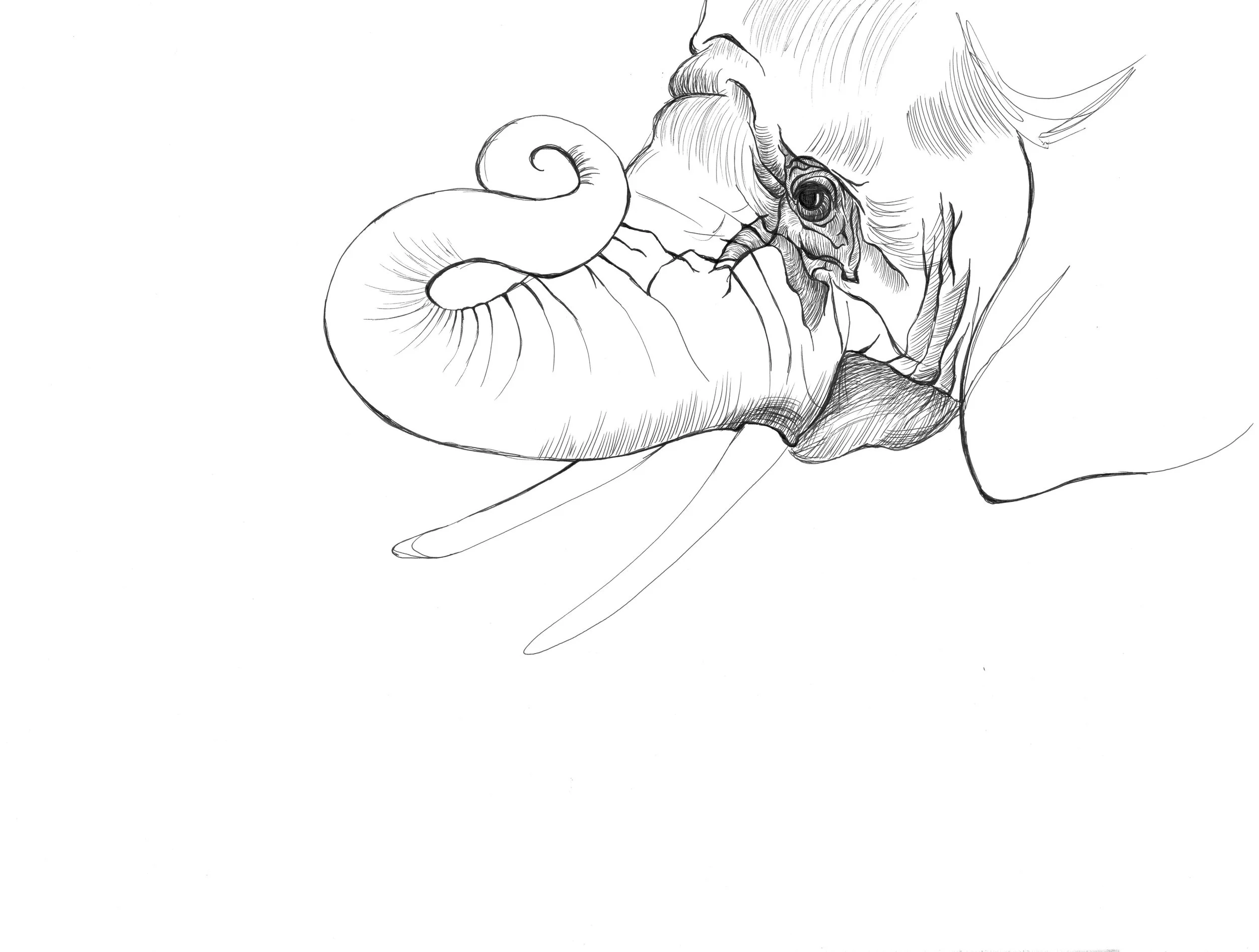 Brooke_Mathews_Elephant.jpg