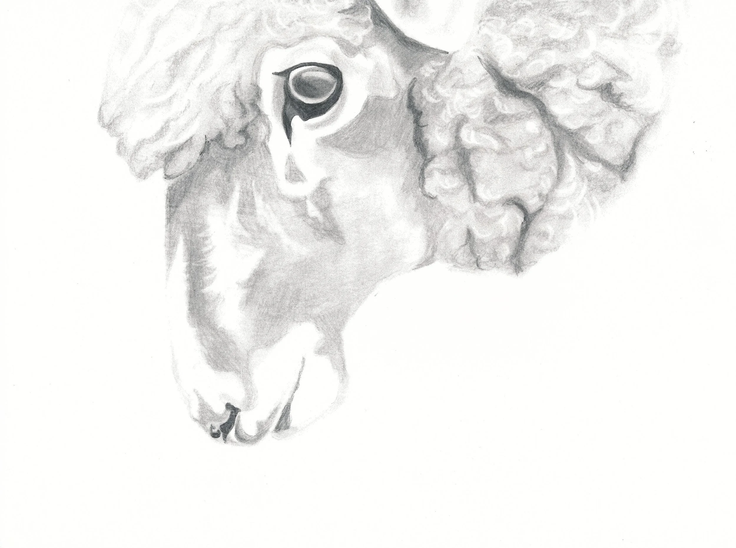 Brooke_Mathews_Sheep.jpg