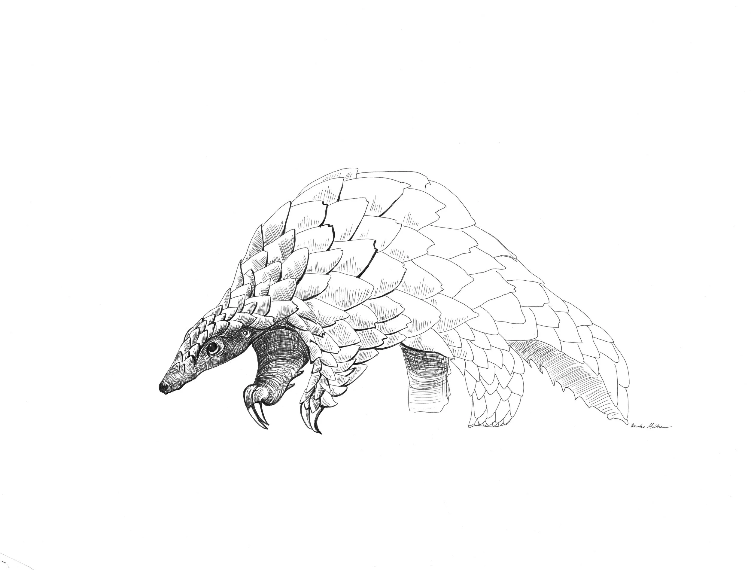 Mathews_Brooke_Pangolin.jpg