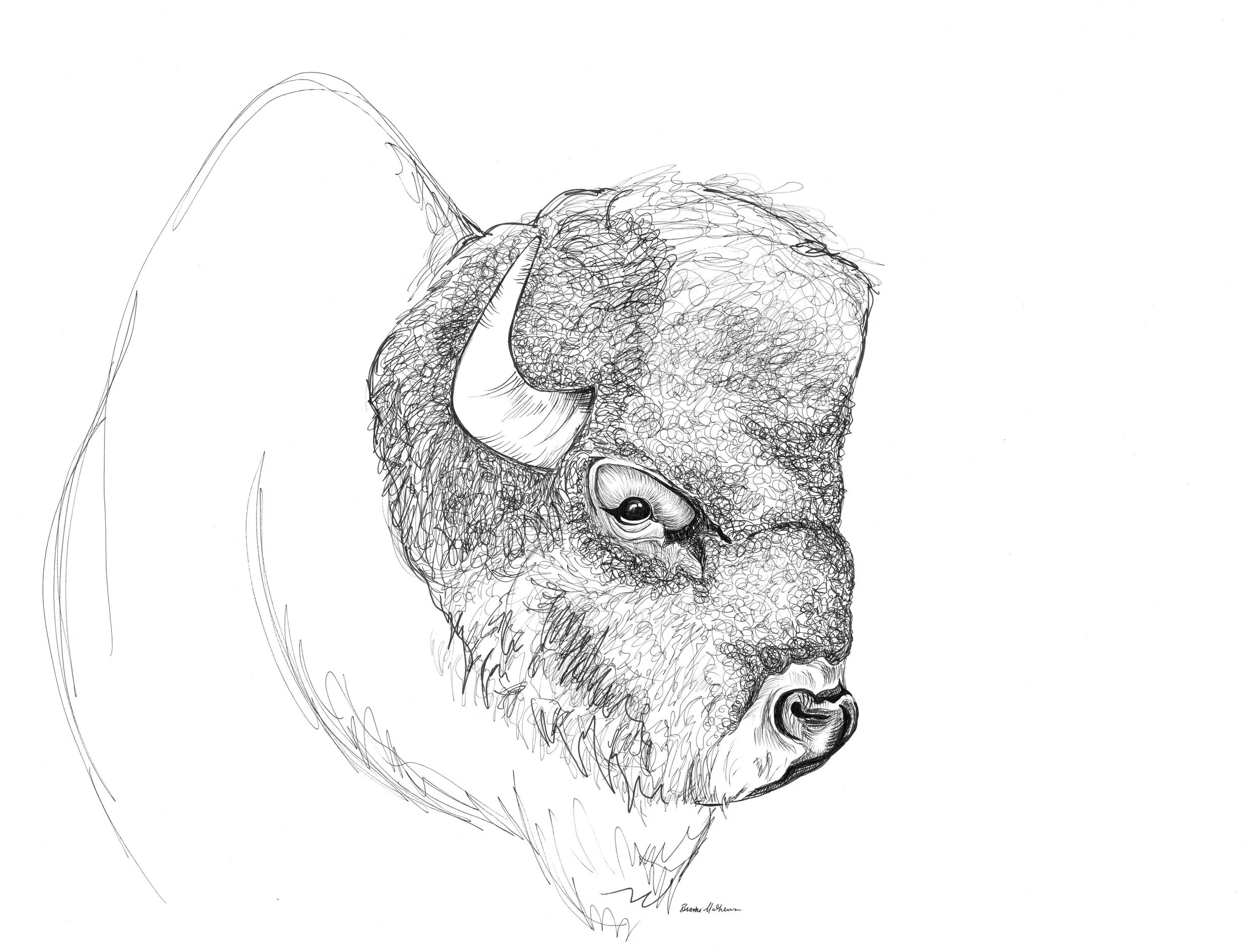 Brooke Mathews_Buffalo.jpg
