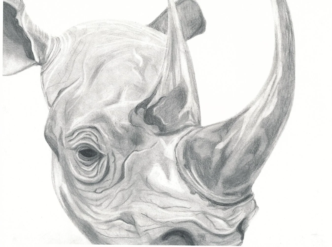Mathews_Rhinoceros_Graphite_9x12_2017.jpg