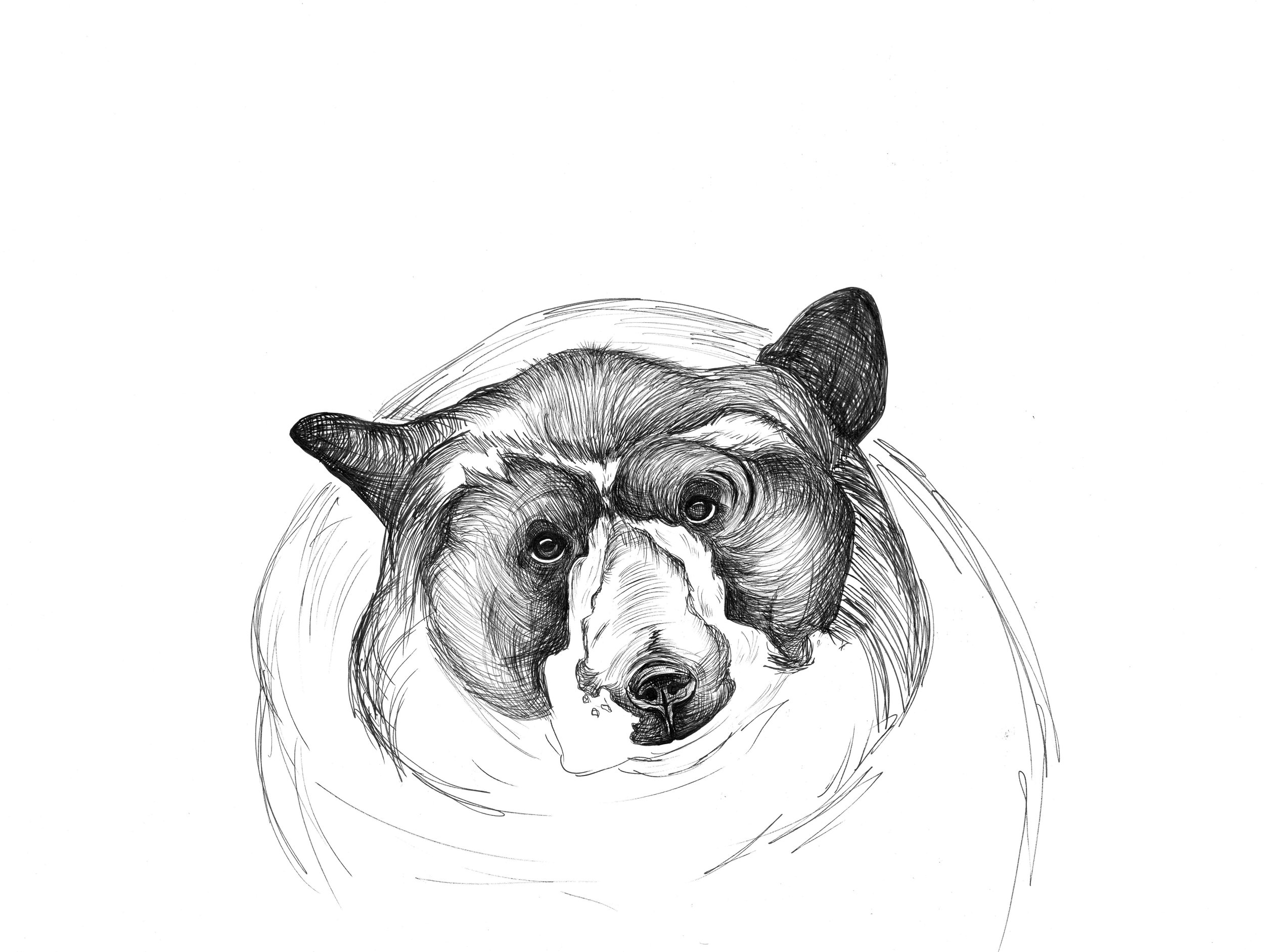 Brooke_Mathews_Bear.jpg