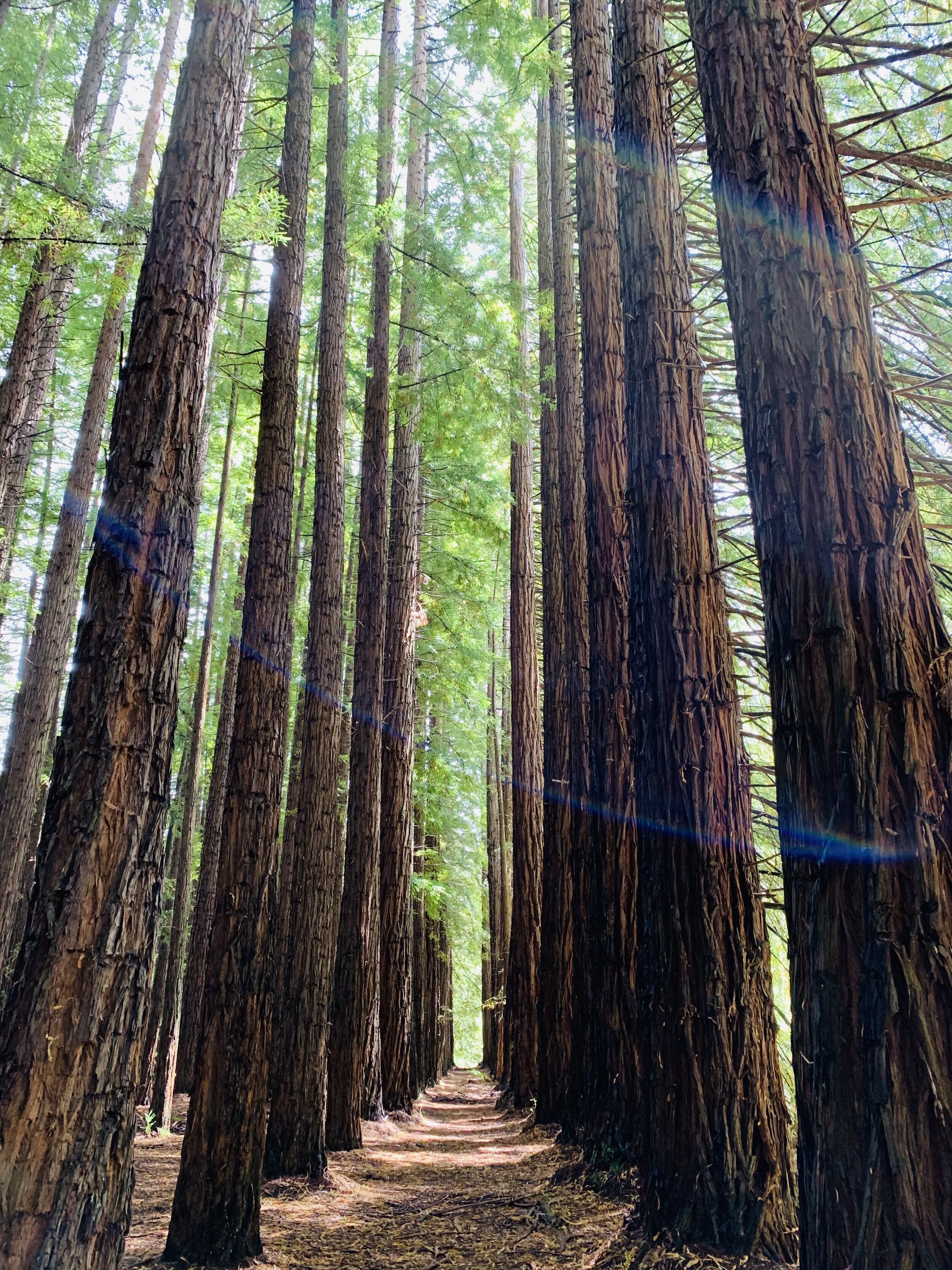 A forest with tall, brown barked trees lining a dirt path, sunlight filtering through green foliage overhead.