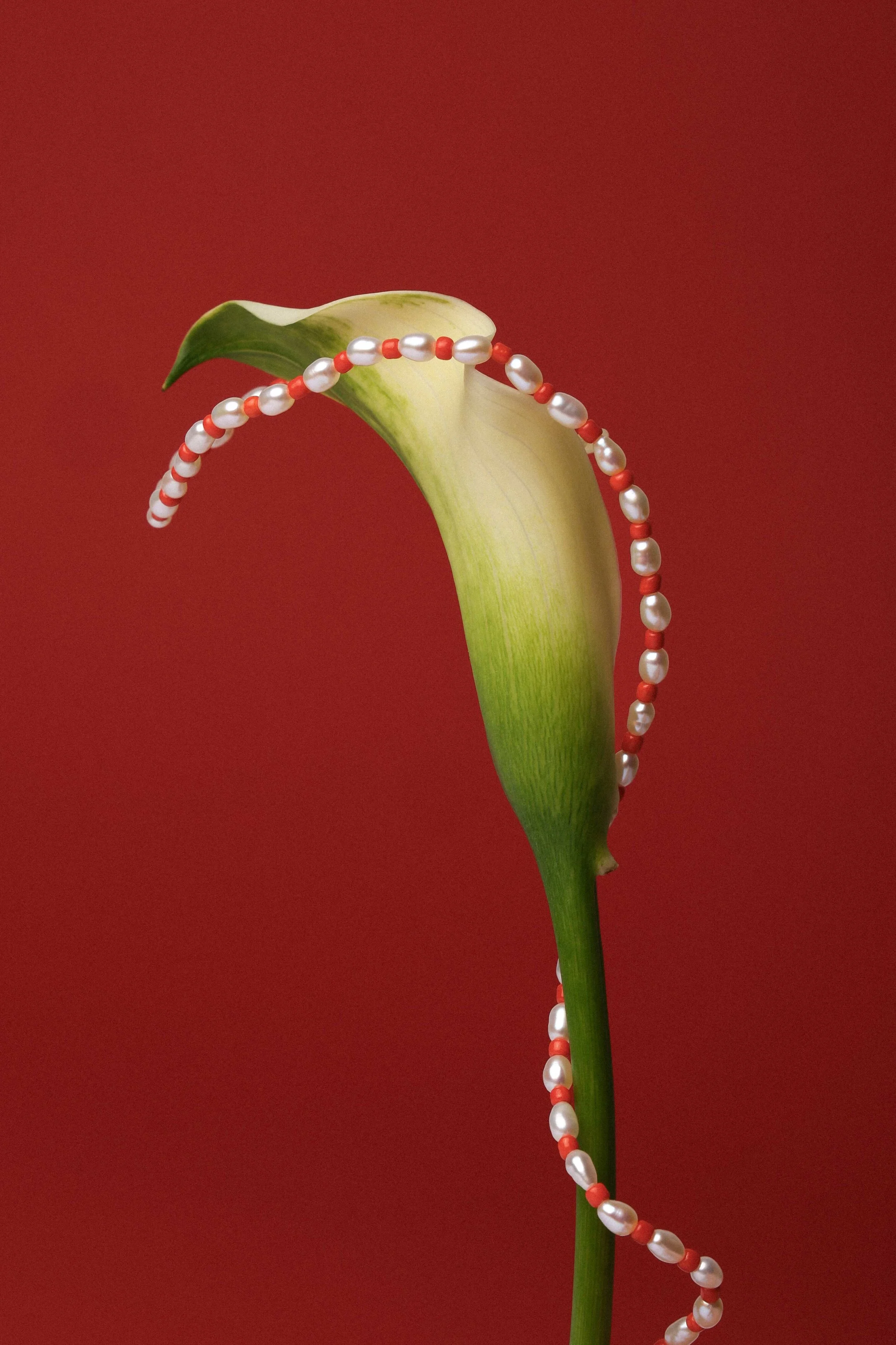 the frida edit, 2025.