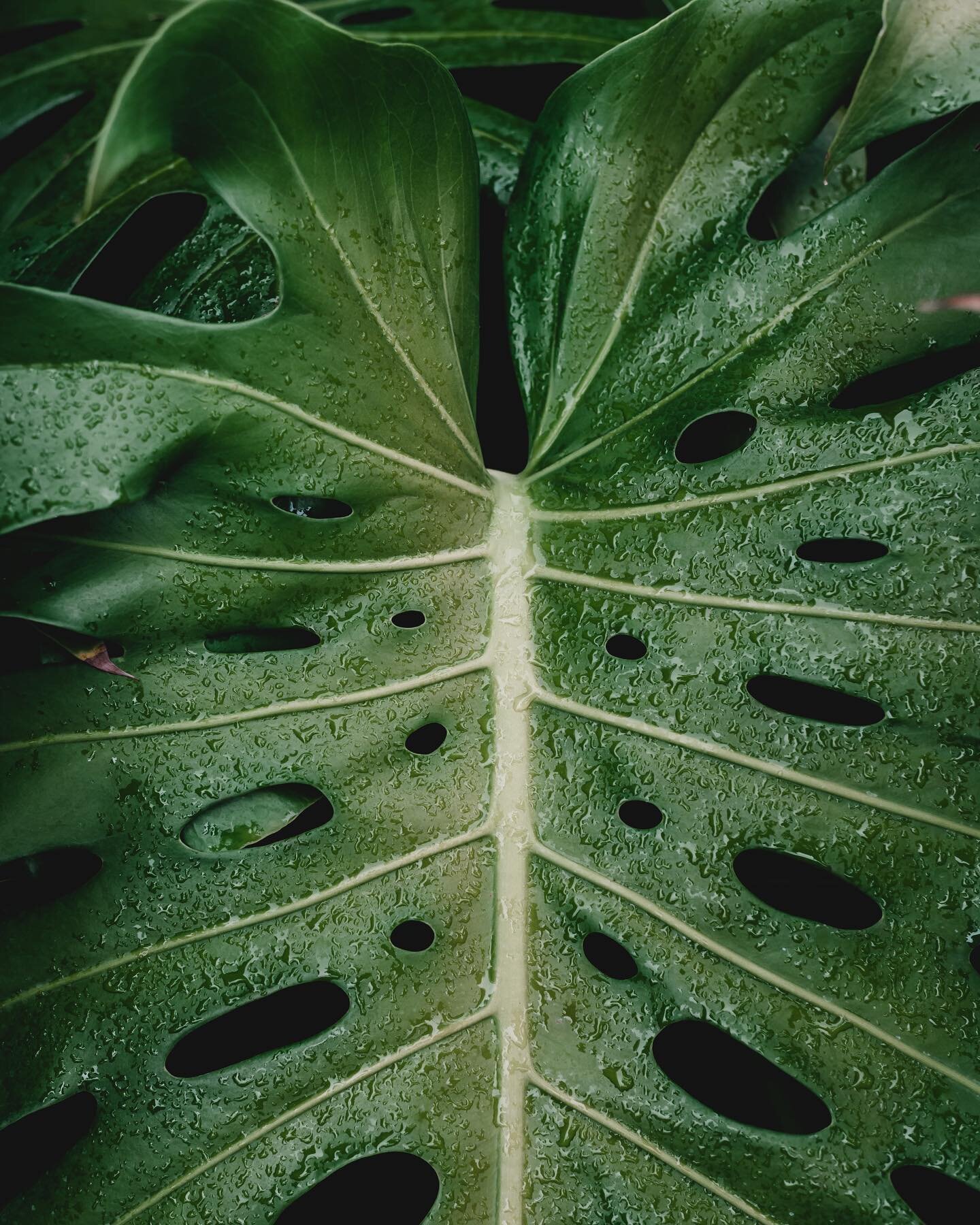 Scars. Signs that you&rsquo;re stronger than whatever tried to hurt you.

The marks of monstera leaves are signs of self-preservation, protection, and resilience. 

This symbol inspires me to embrace the marks and scars on my body and I hope reminds 
