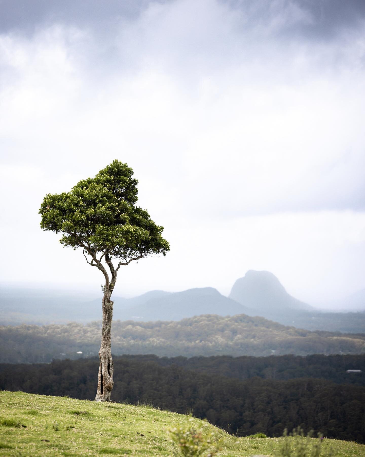 The Sunshine Coast&rsquo;s most photogenic tree. So popular, there was no opportunity to shoot it solo with the full view of the Glass House Mountains because it was constantly flocked by tourists. Some creative framing and a long lens was to thank f