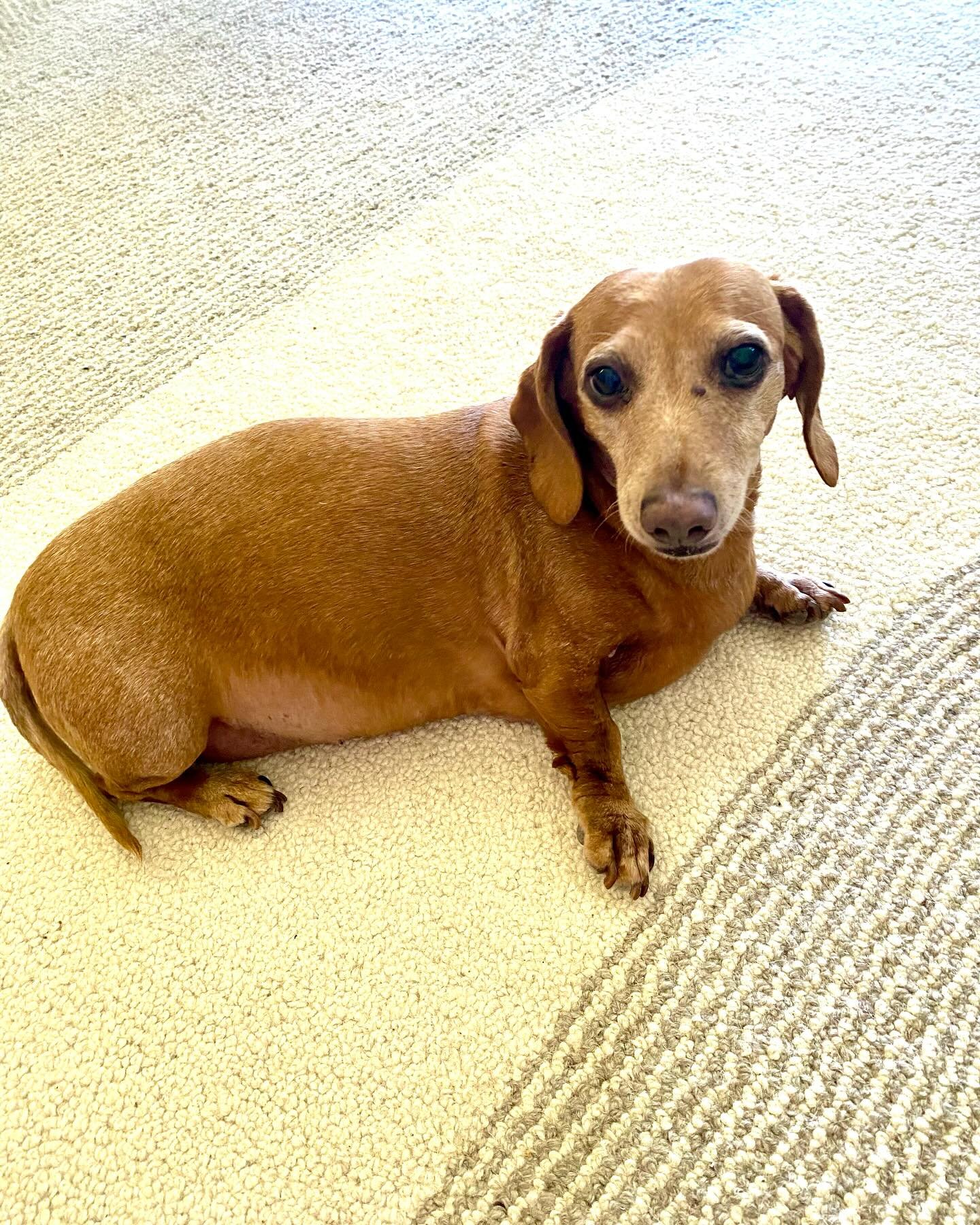 Now we are 13
Happy birthday Pepper ♥️